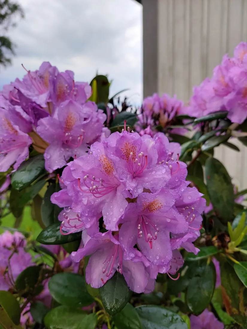 Villa, Long Fly 1, Long, Vara