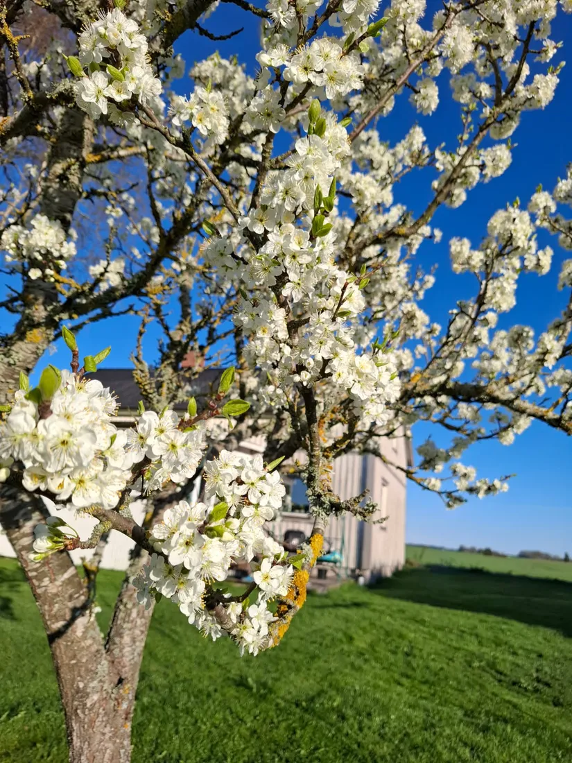 Villa, Long Fly 1, Long, Vara