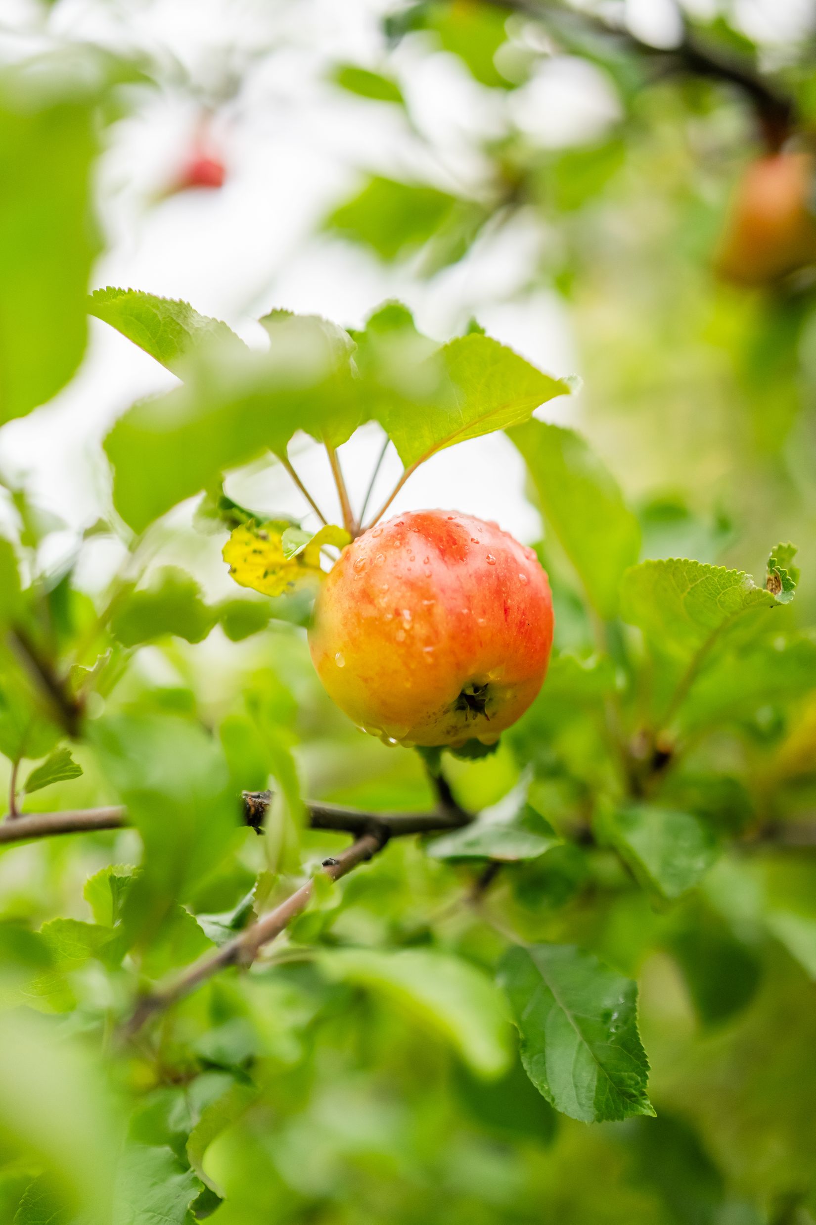 Villa, Parkgatan 16, Centrala Ånge, Ånge