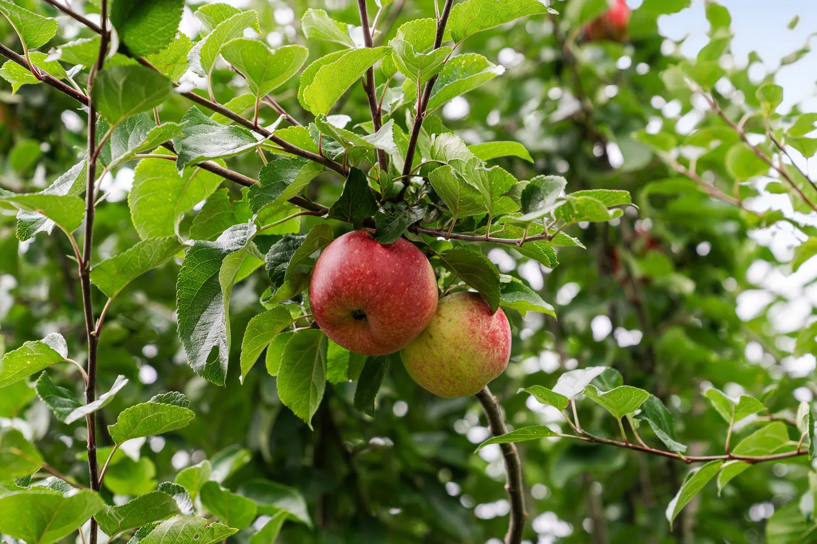 Villa, Radhus, Tuvegatan 1, Ödåkra, Helsingborg