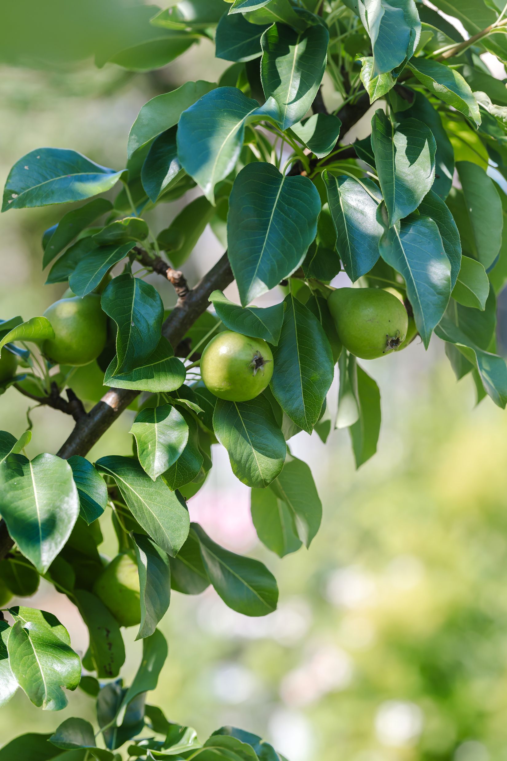 Bostadsrätt, Parkvägen 28B, Olsbacka, Gävle