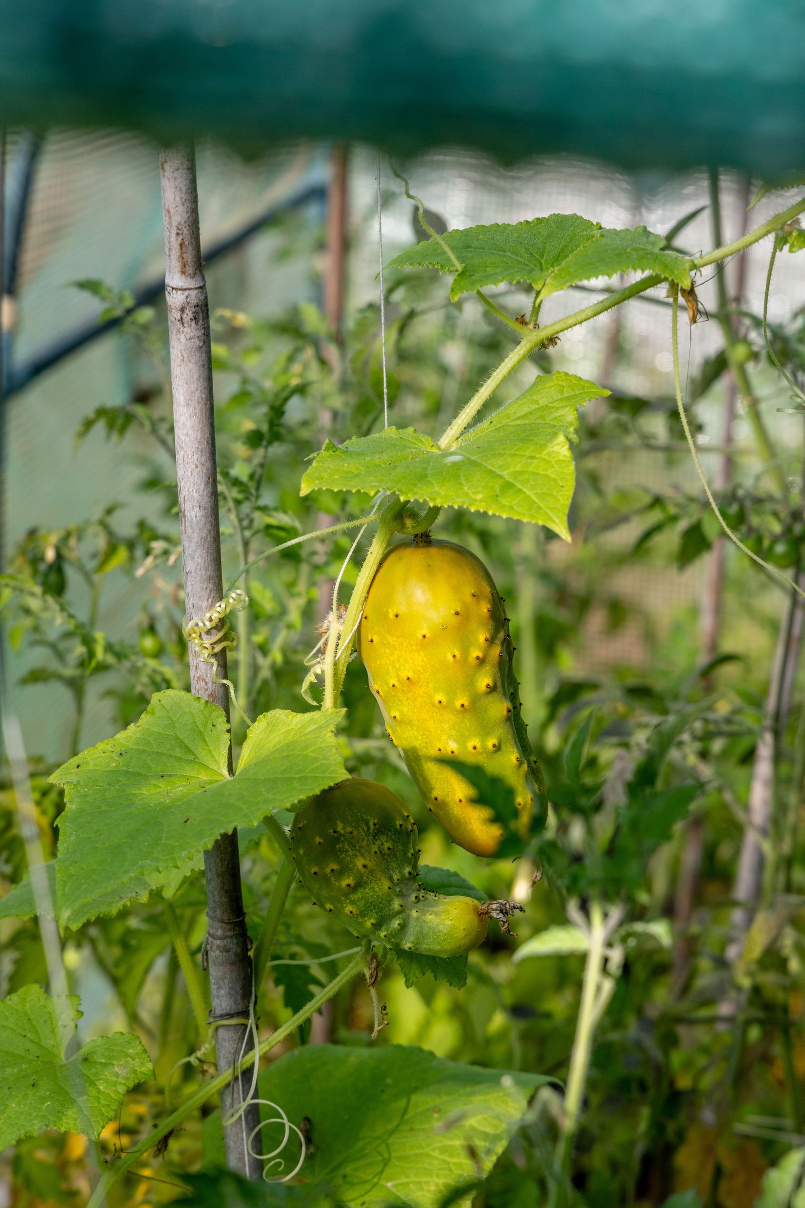 Villa, Soleskärsvägen 4, Killingeholm, Mönsterås