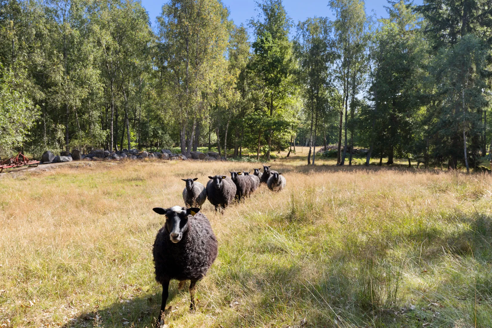 Gård/Skog, Sibbamålavägen 112, Sibbamåla, Karlskrona