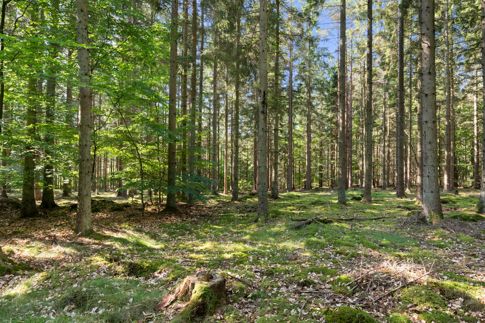 Gård/Skog, Sibbamålavägen 112, Sibbamåla, Karlskrona