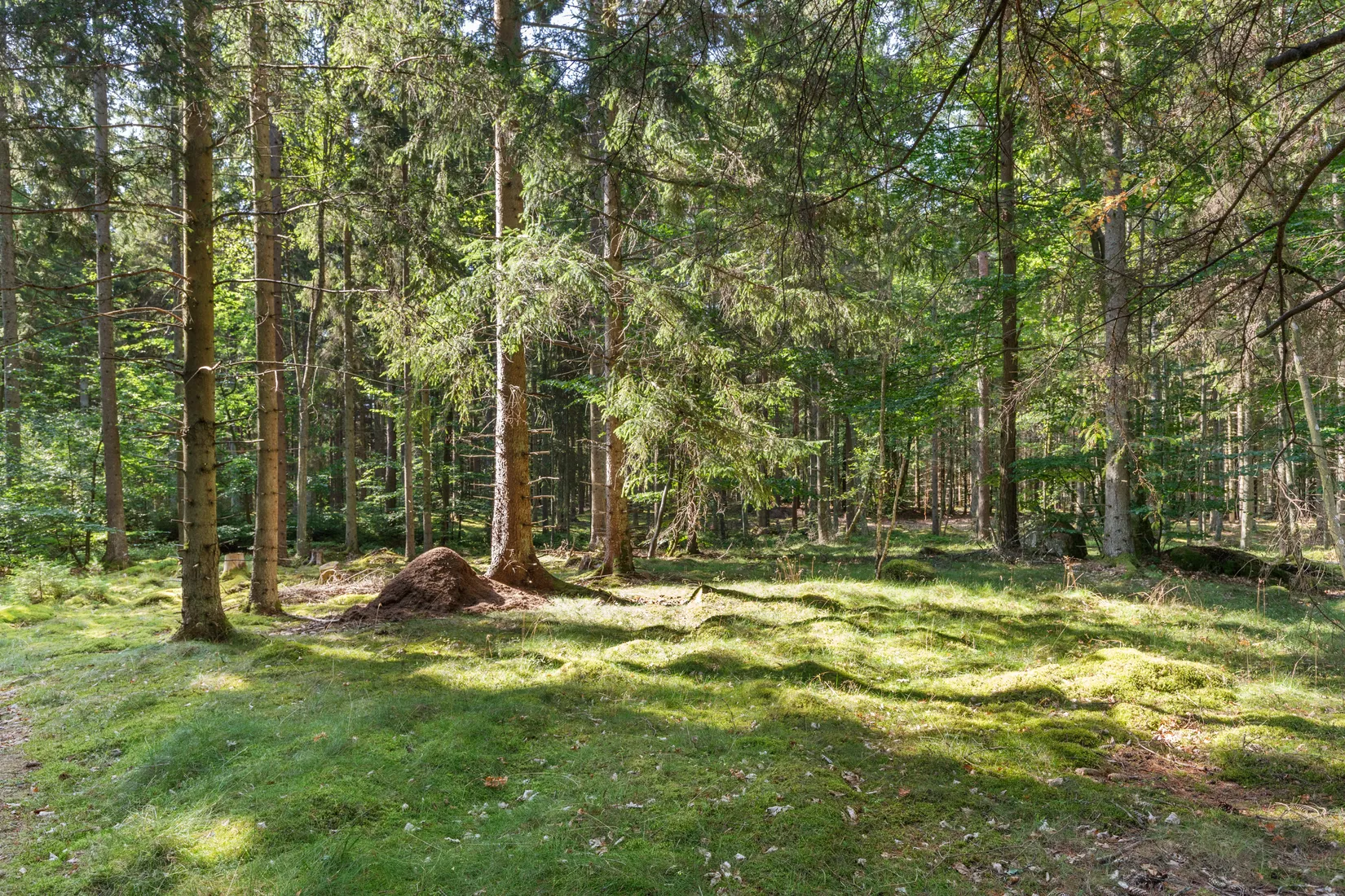 Gård/Skog, Sibbamålavägen 112, Sibbamåla, Karlskrona