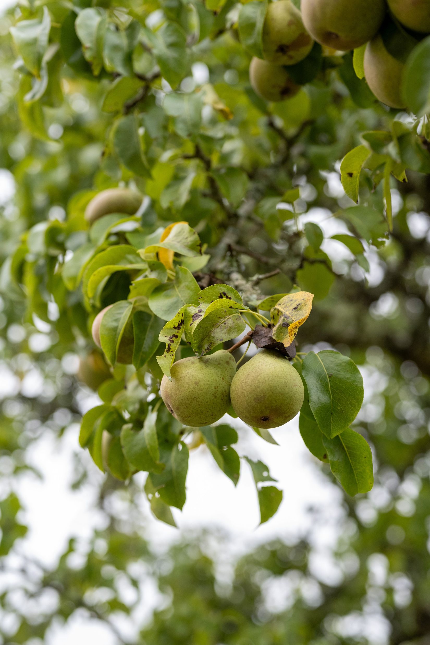Gård/Skog, Höversby Ekenberg 1, Örtomta, Linköping