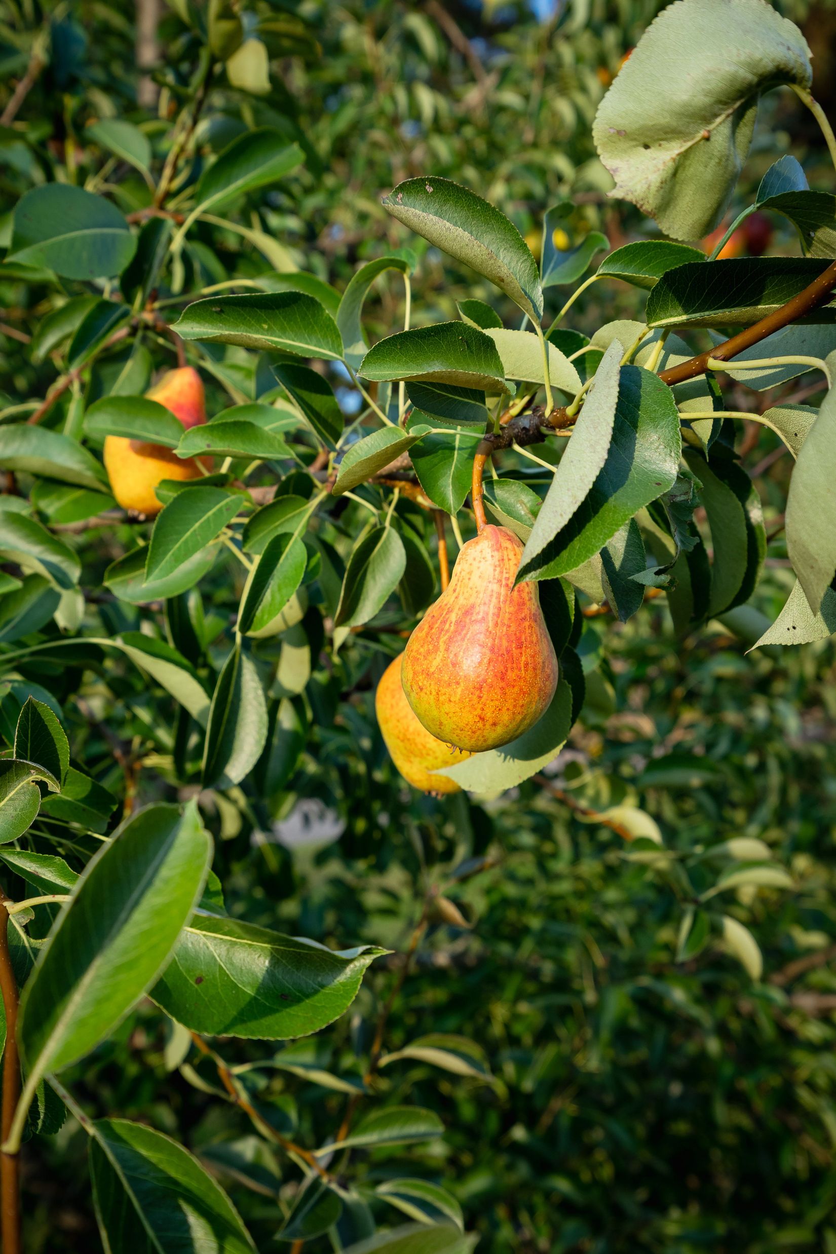 Villa, Radhus, Grindvägen 17, Mobacken, Skellefteå
