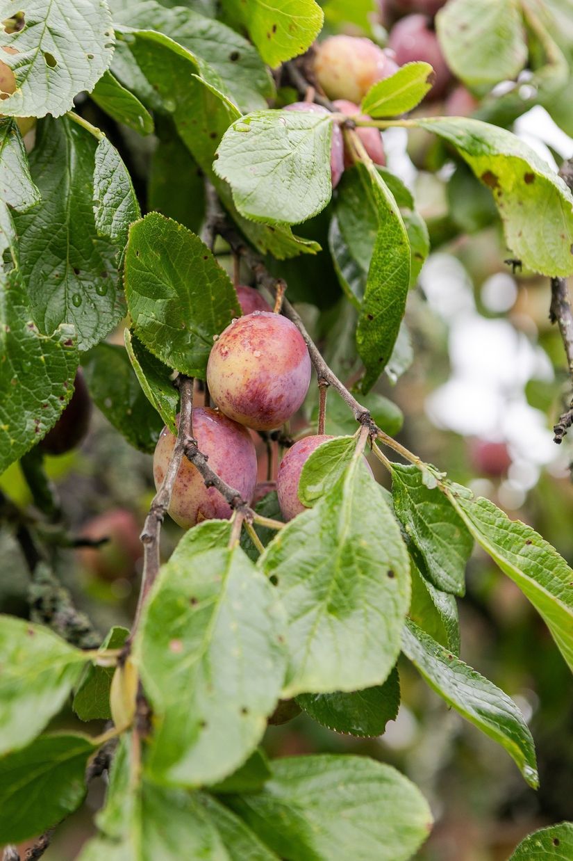 Villa, Lövskogsgatan 5, Mellsta, Borlänge