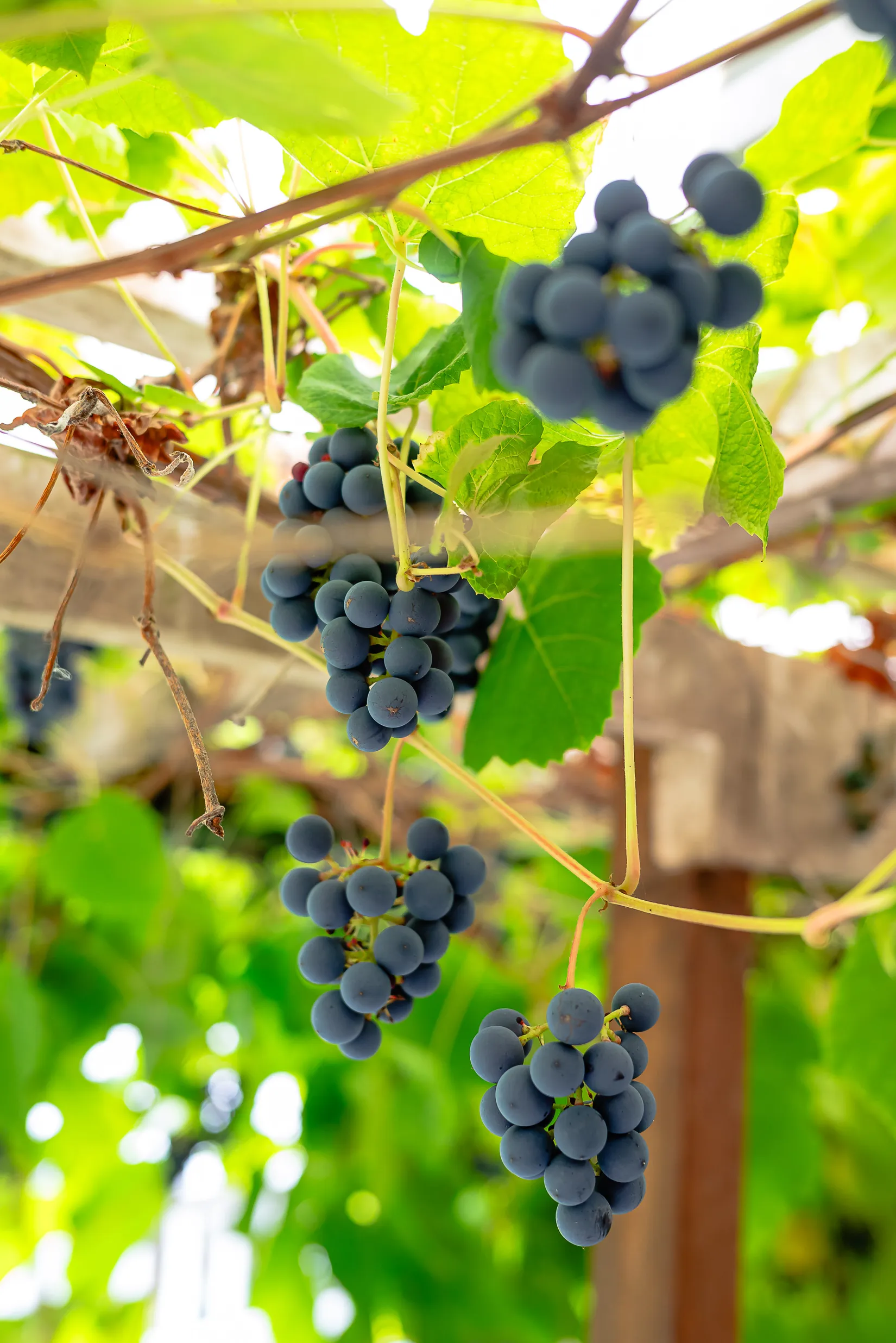 Villa, Björkholmen 15, Kårsta, Vallentuna