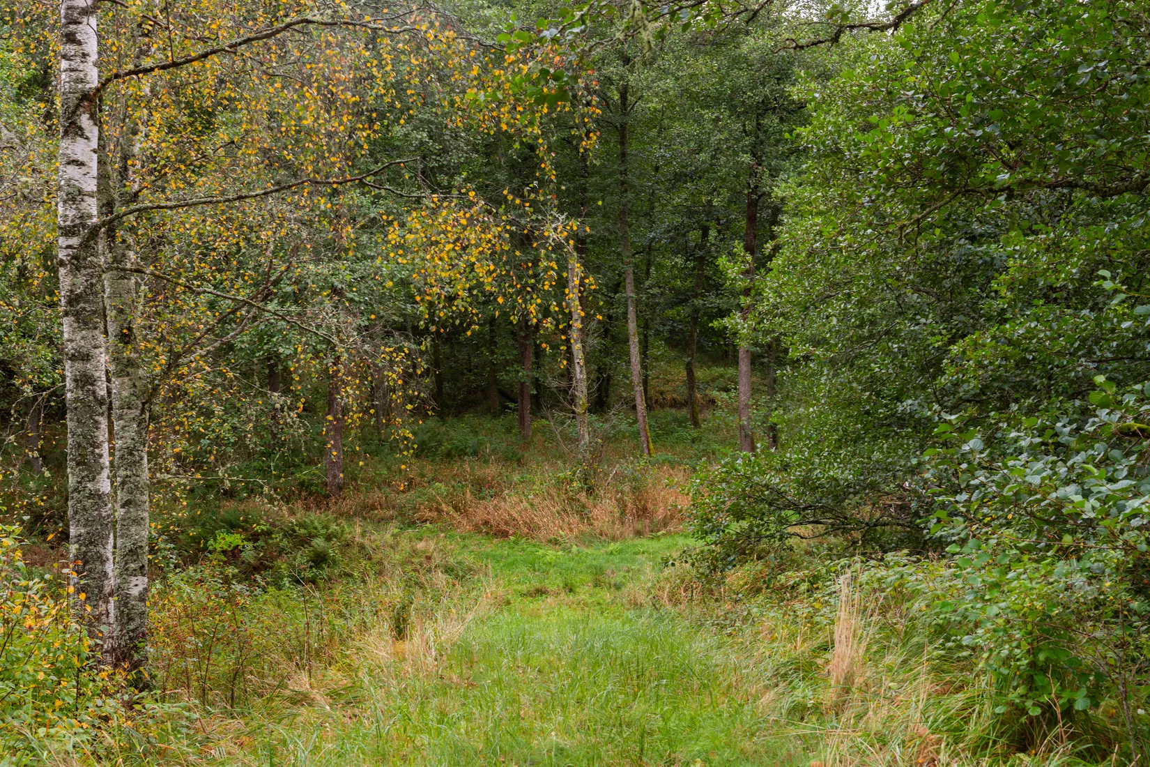 Gård/Skog, Hud 6, Tanum