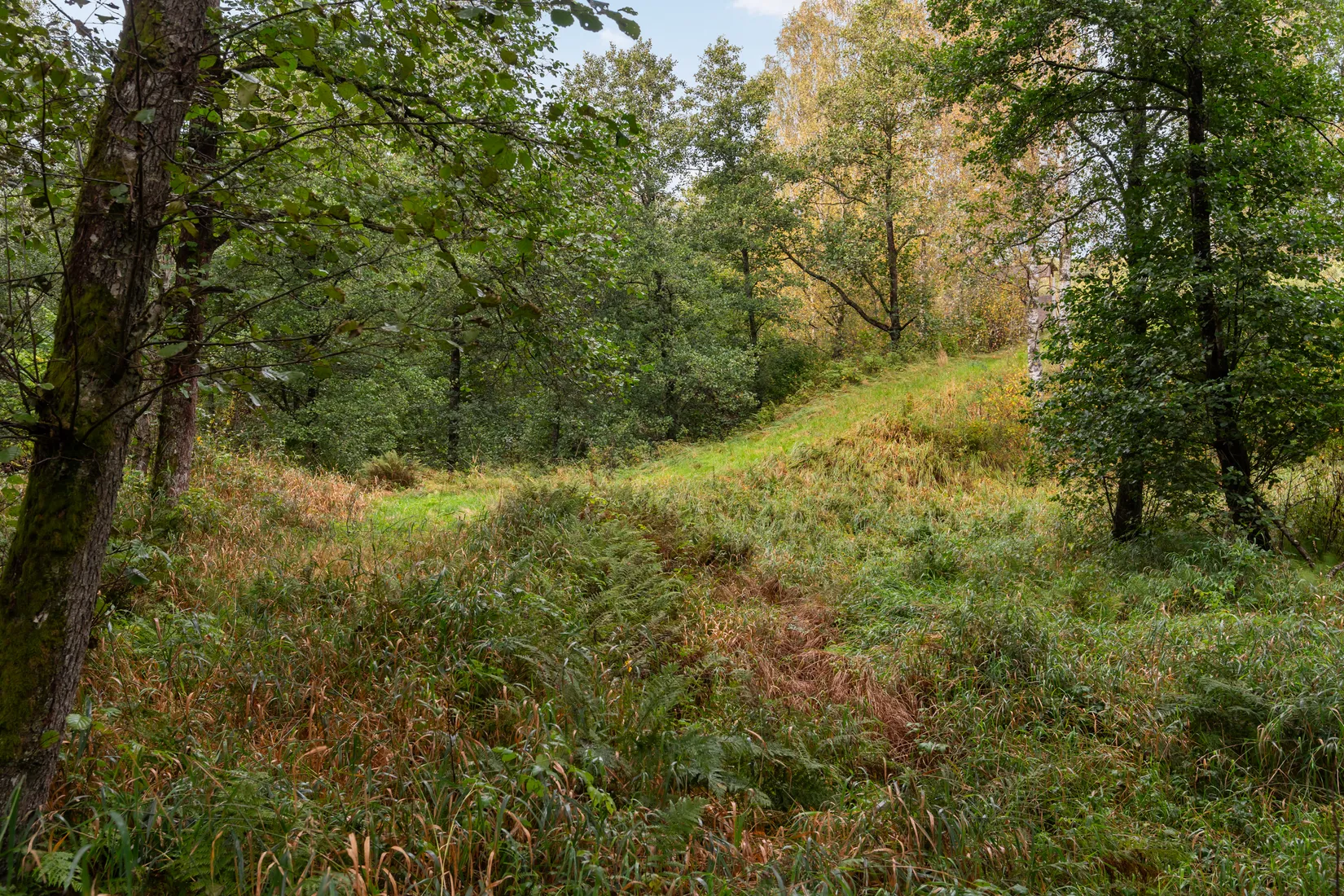 Gård/Skog, Hud 6, Tanum
