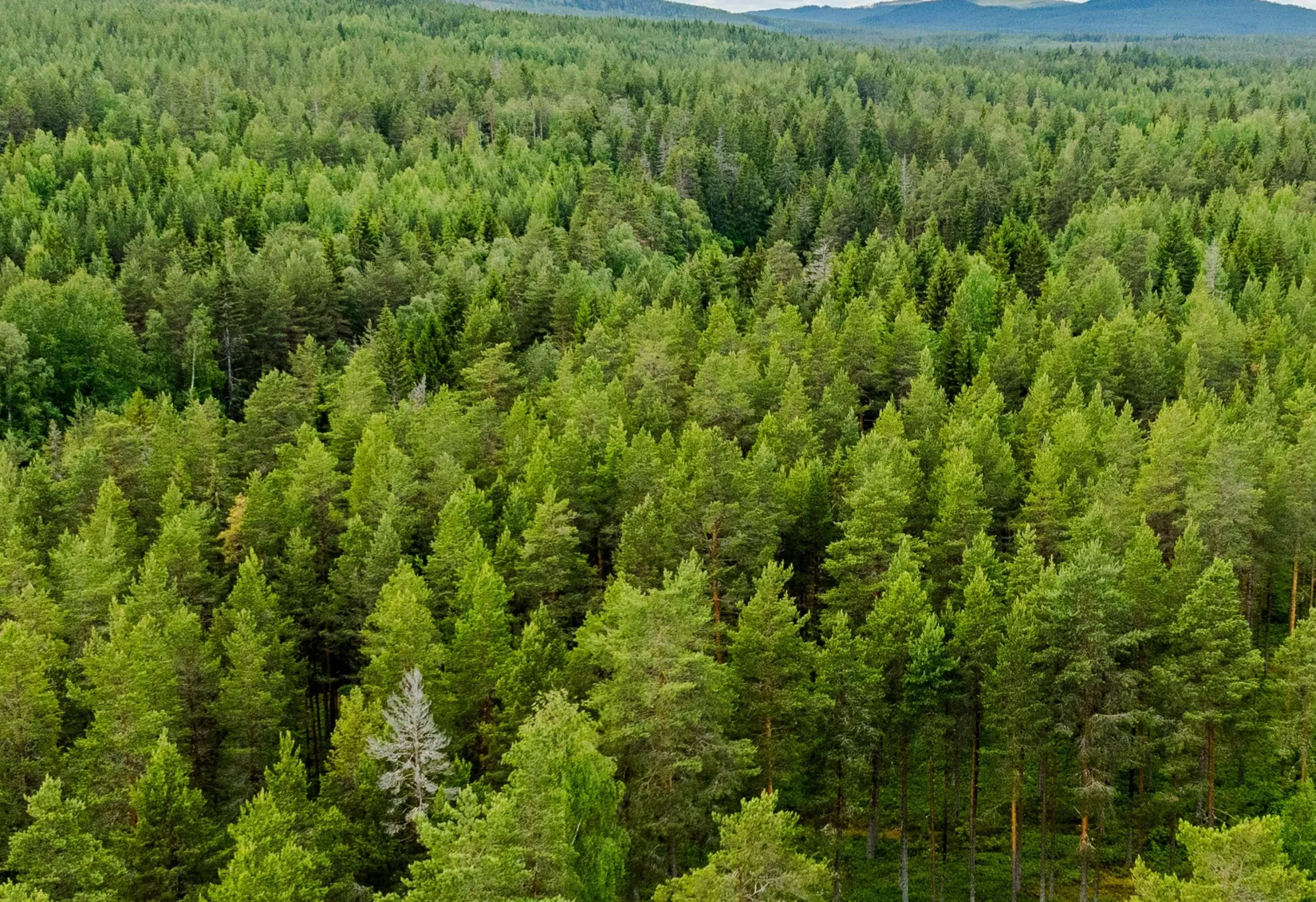 Fritidshus, Landsvägen 76, Kallholen, Orsa