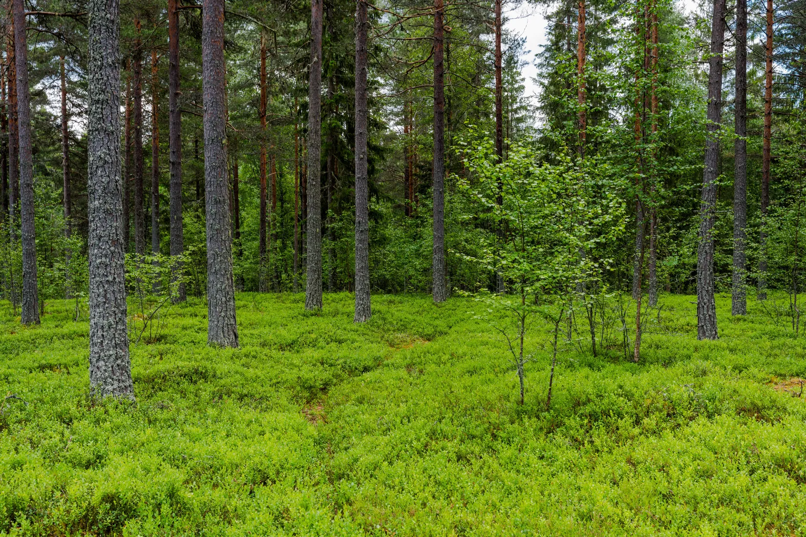 Fritidshus, Landsvägen 76, Kallholen, Orsa
