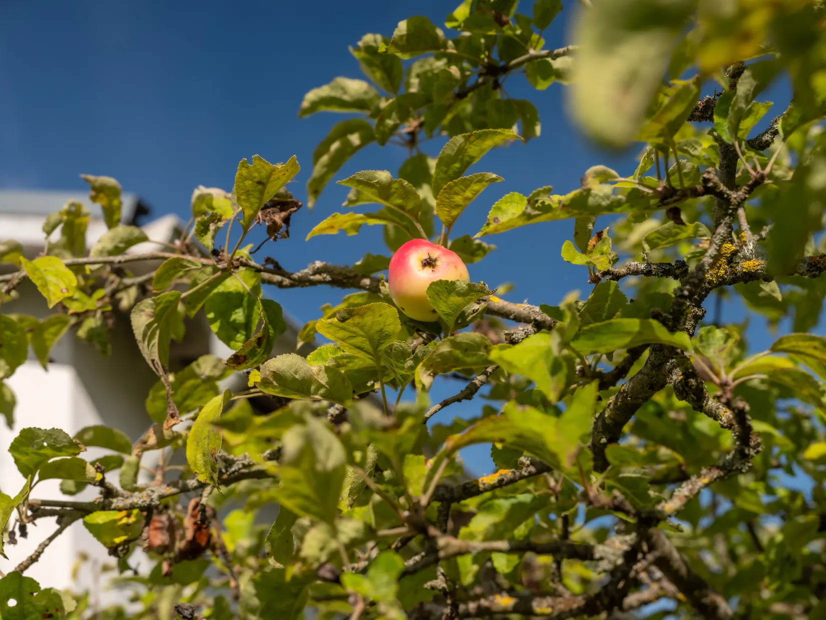 Villa, Fröjel Bottarve 192, Fröjel, Gotland