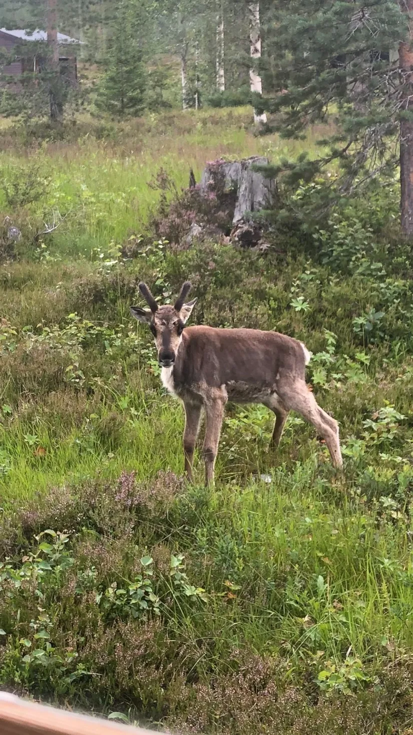 Fritidshus, Hjortronstigen 16, Fjätervålen, Älvdalen