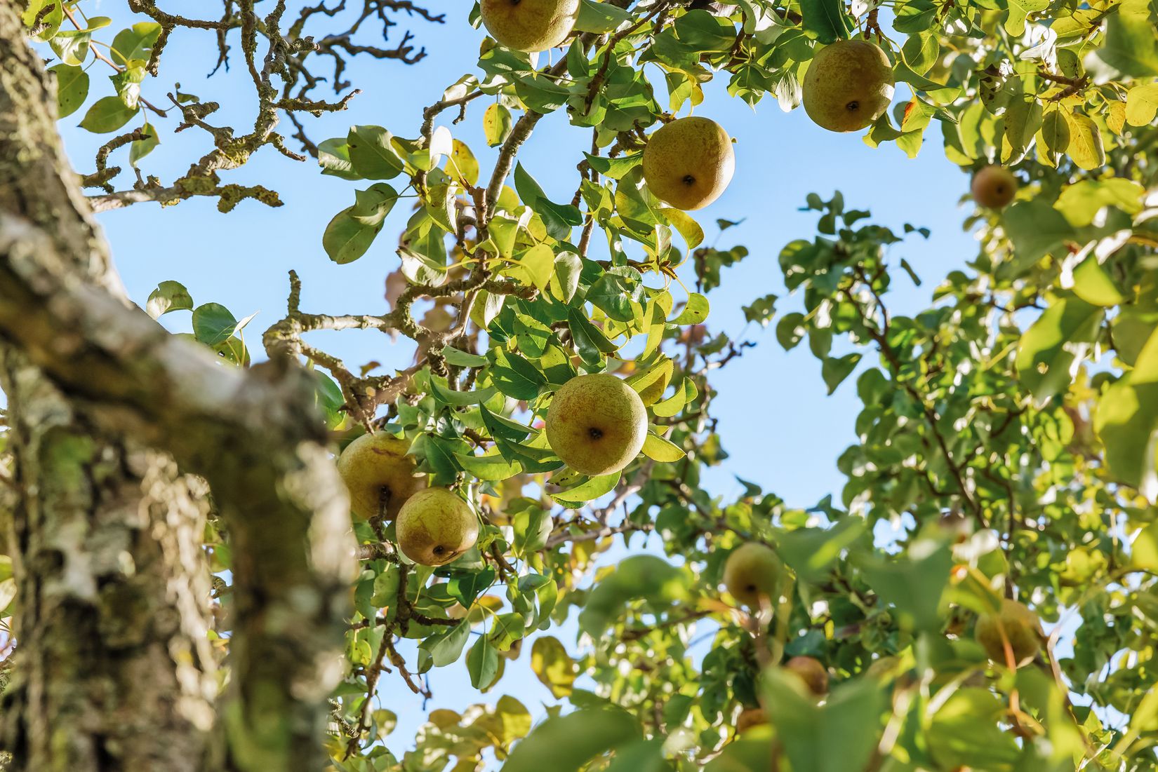 Villa, Kungshällagatan 36, Riseberga, Malmö