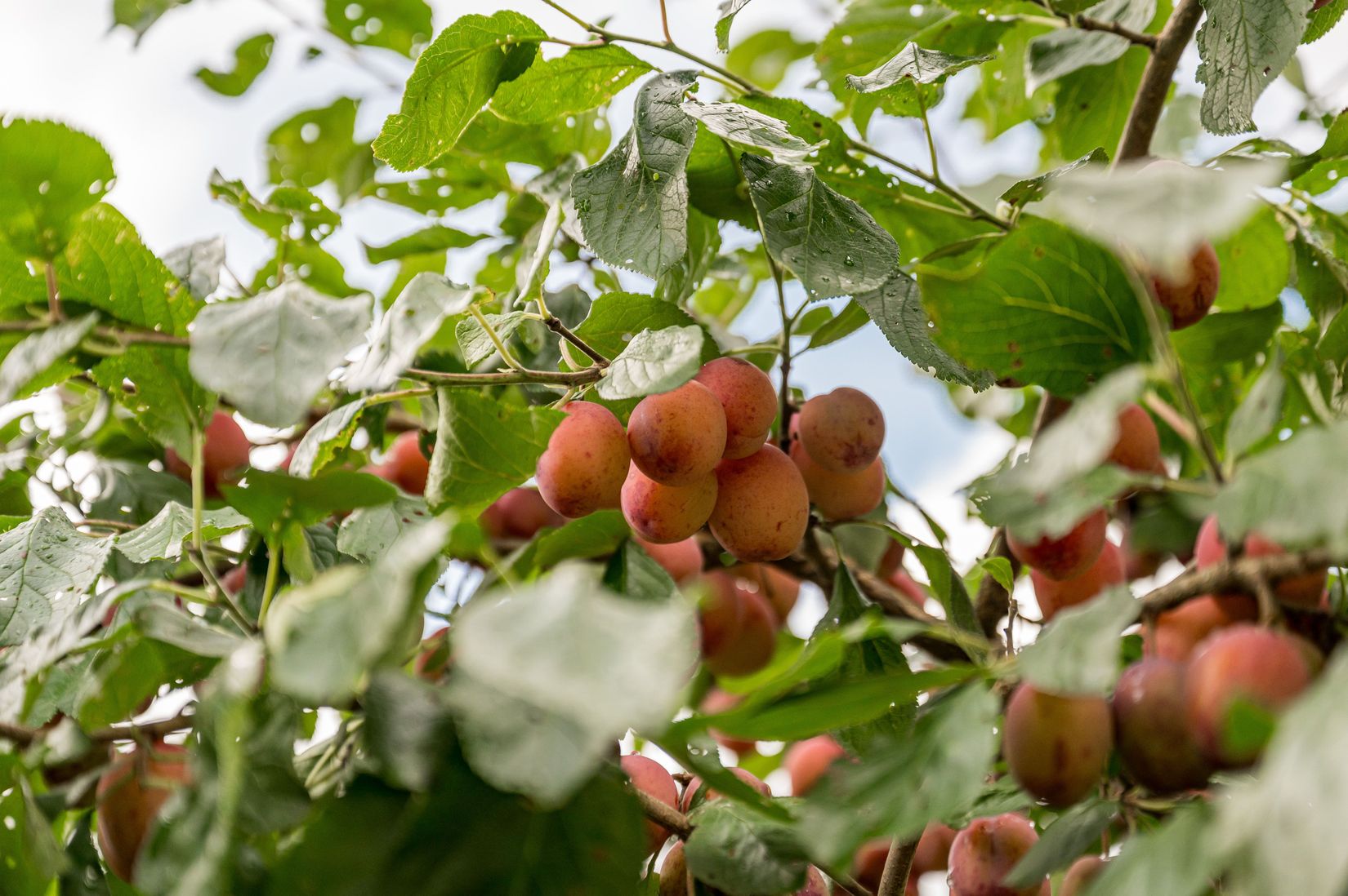Villa, Västansjö 138, Rottneros, Sunne