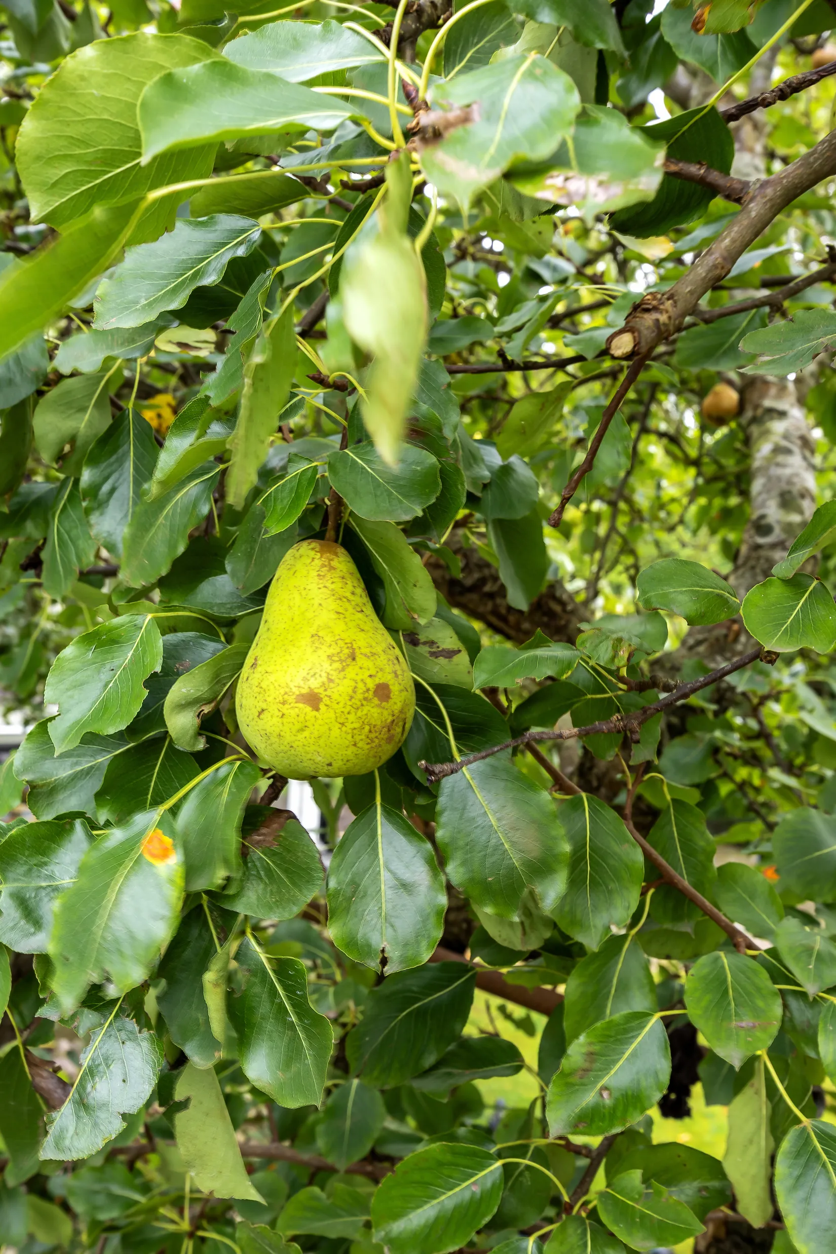 Villa, Linders väg 4, Staffanstorp
