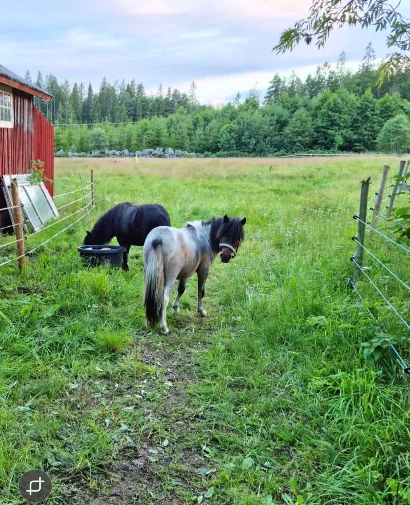 Gård/Skog, Idemåla Simonsgård, Tingsryd