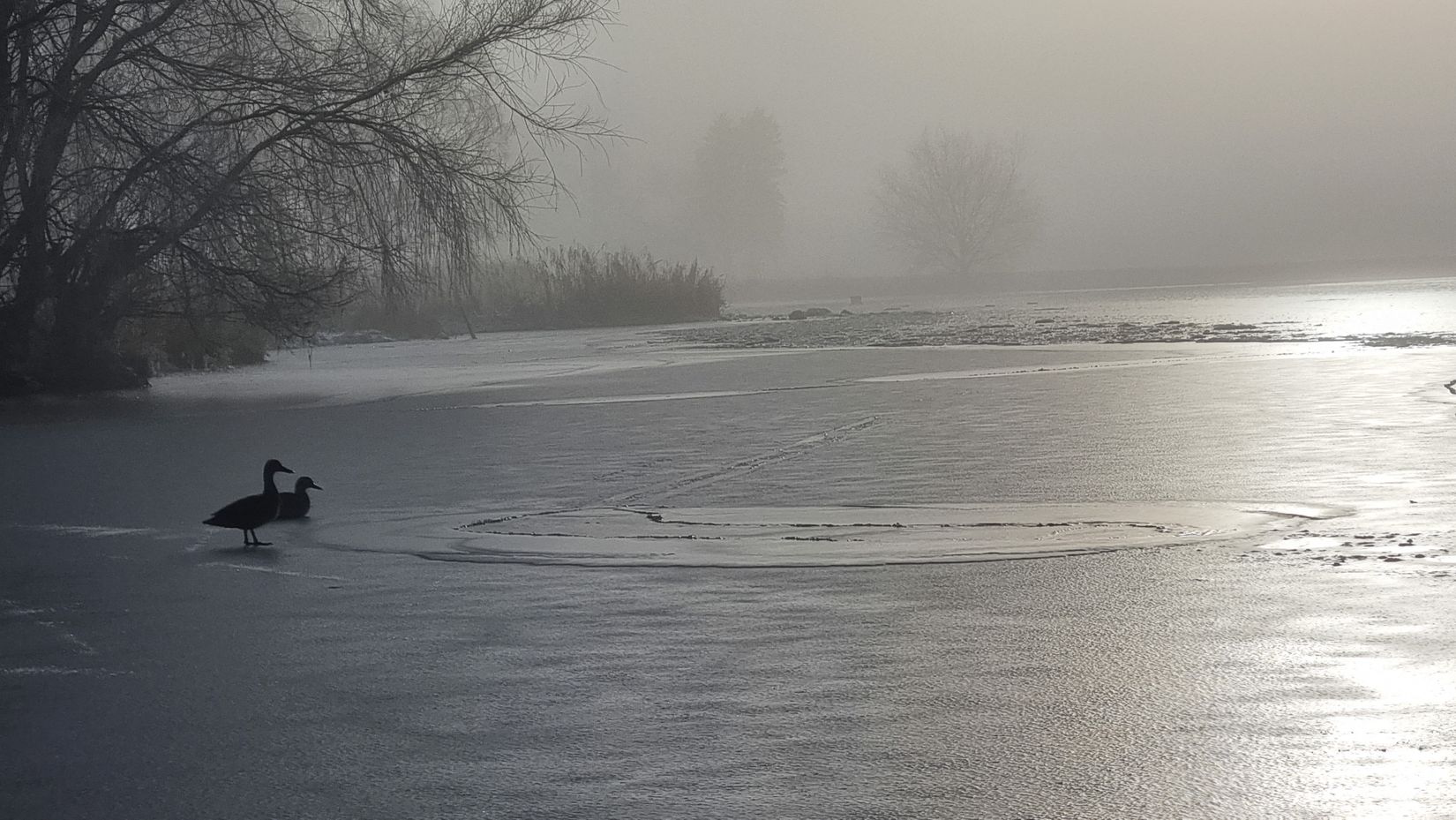 Tomt, Svenstorp 534, Skurup