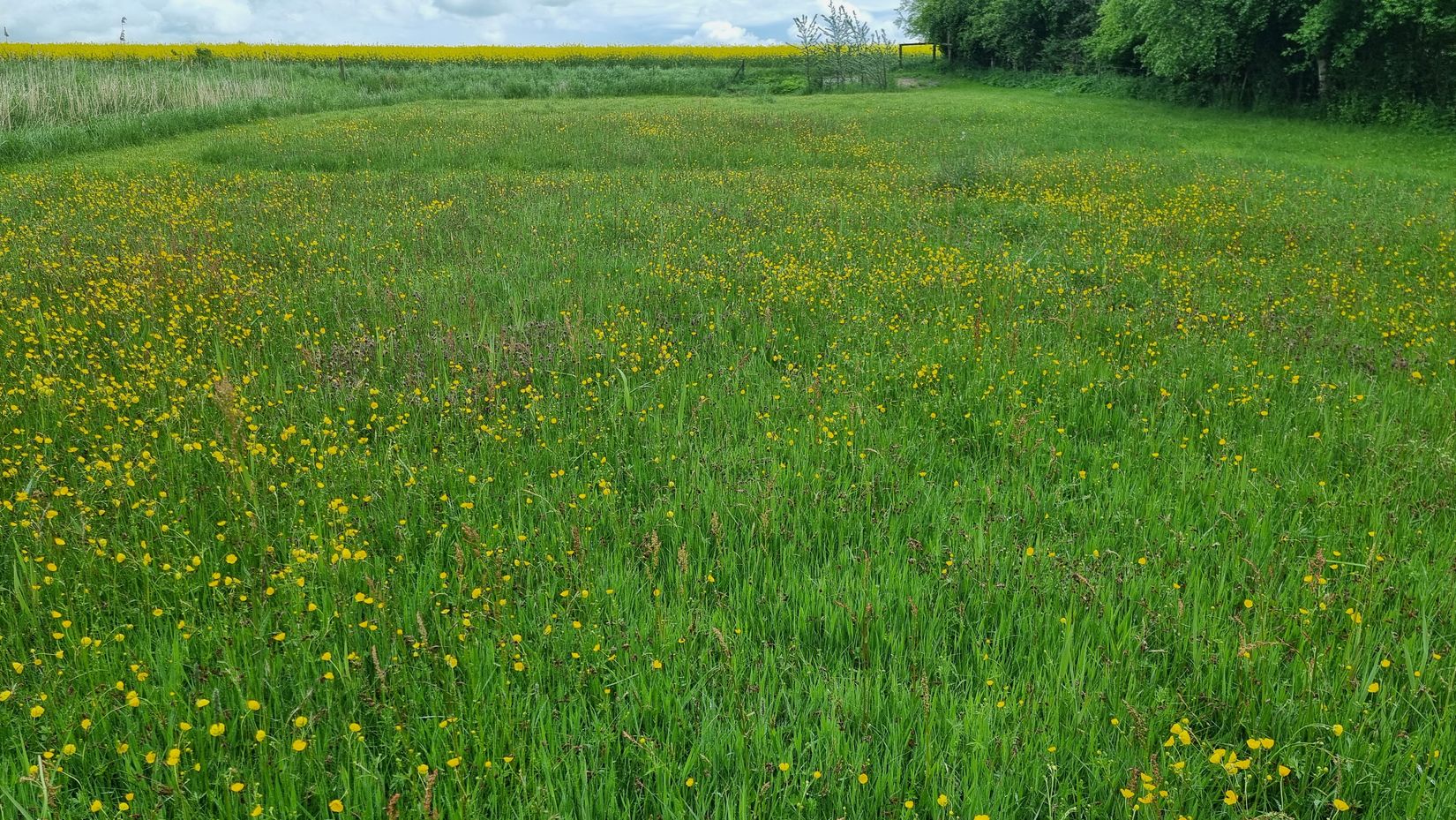 Tomt, Svenstorp 534, Skurup