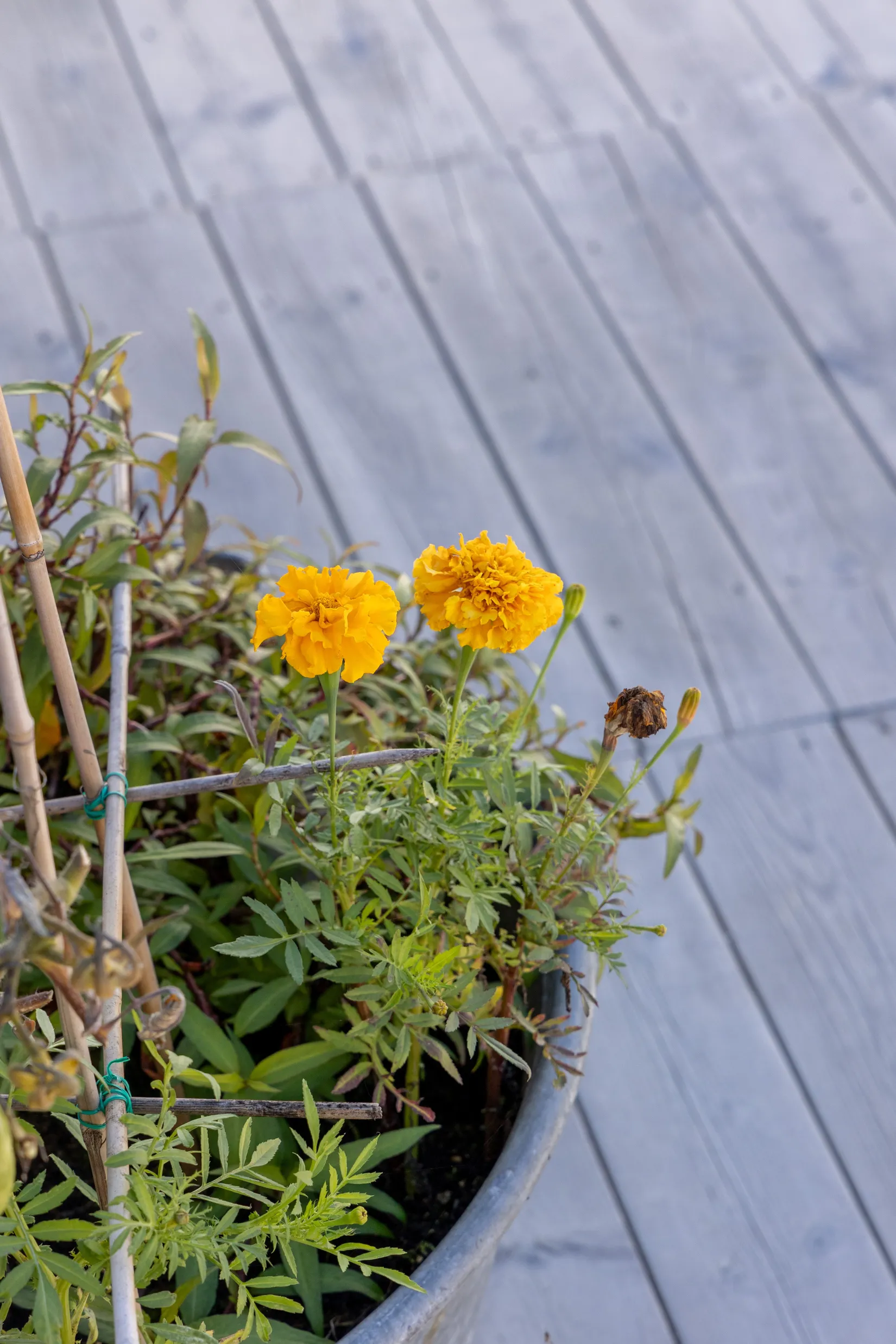 Villa, Sandgatan 9, Kuggås, Mönsterås