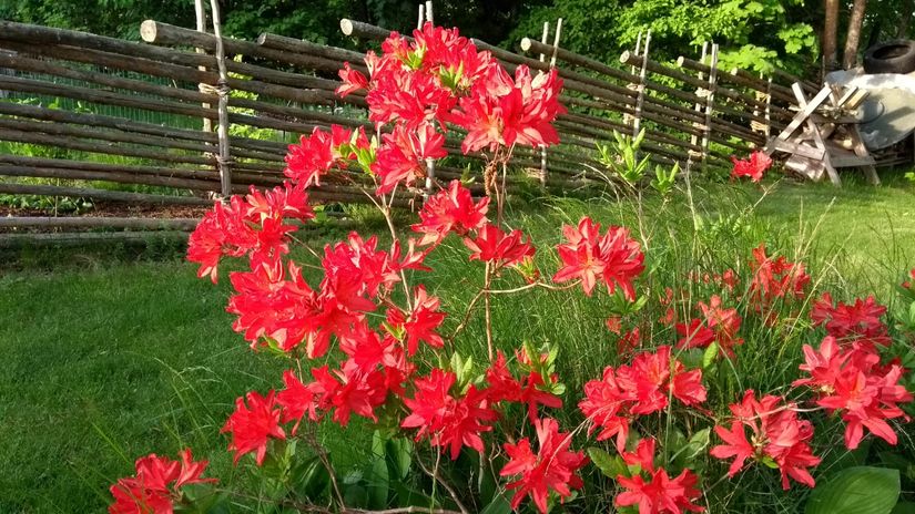 Villa, Tyrgatan 3, Figeholm, Oskarshamn