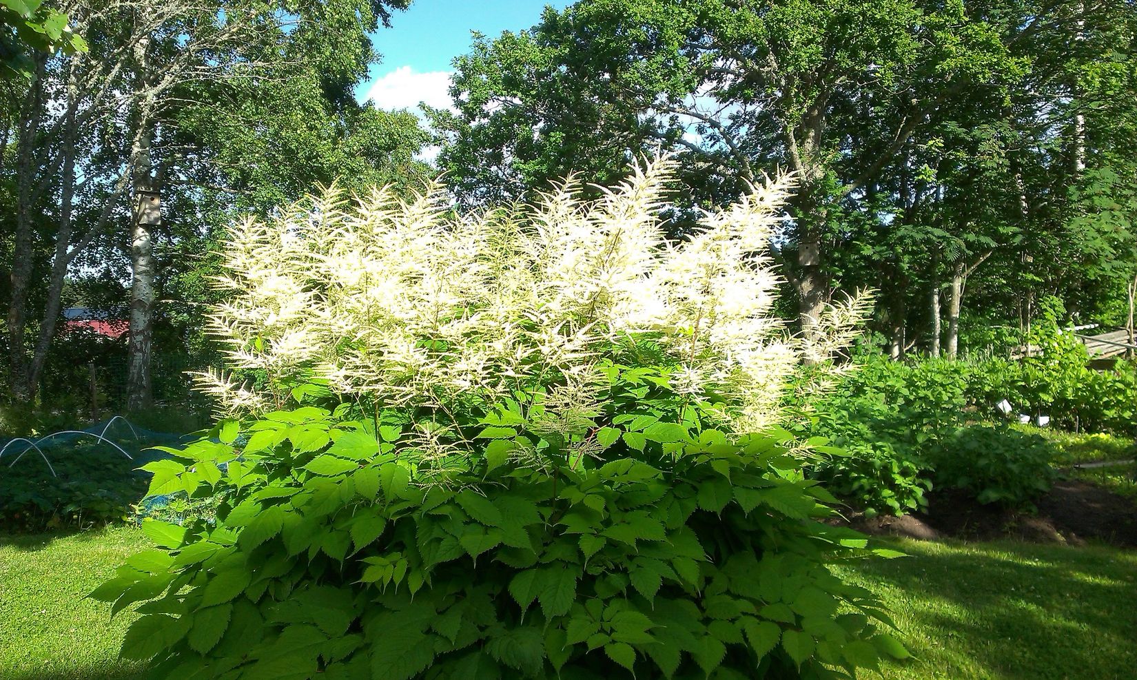 Villa, Tyrgatan 3, Figeholm, Oskarshamn