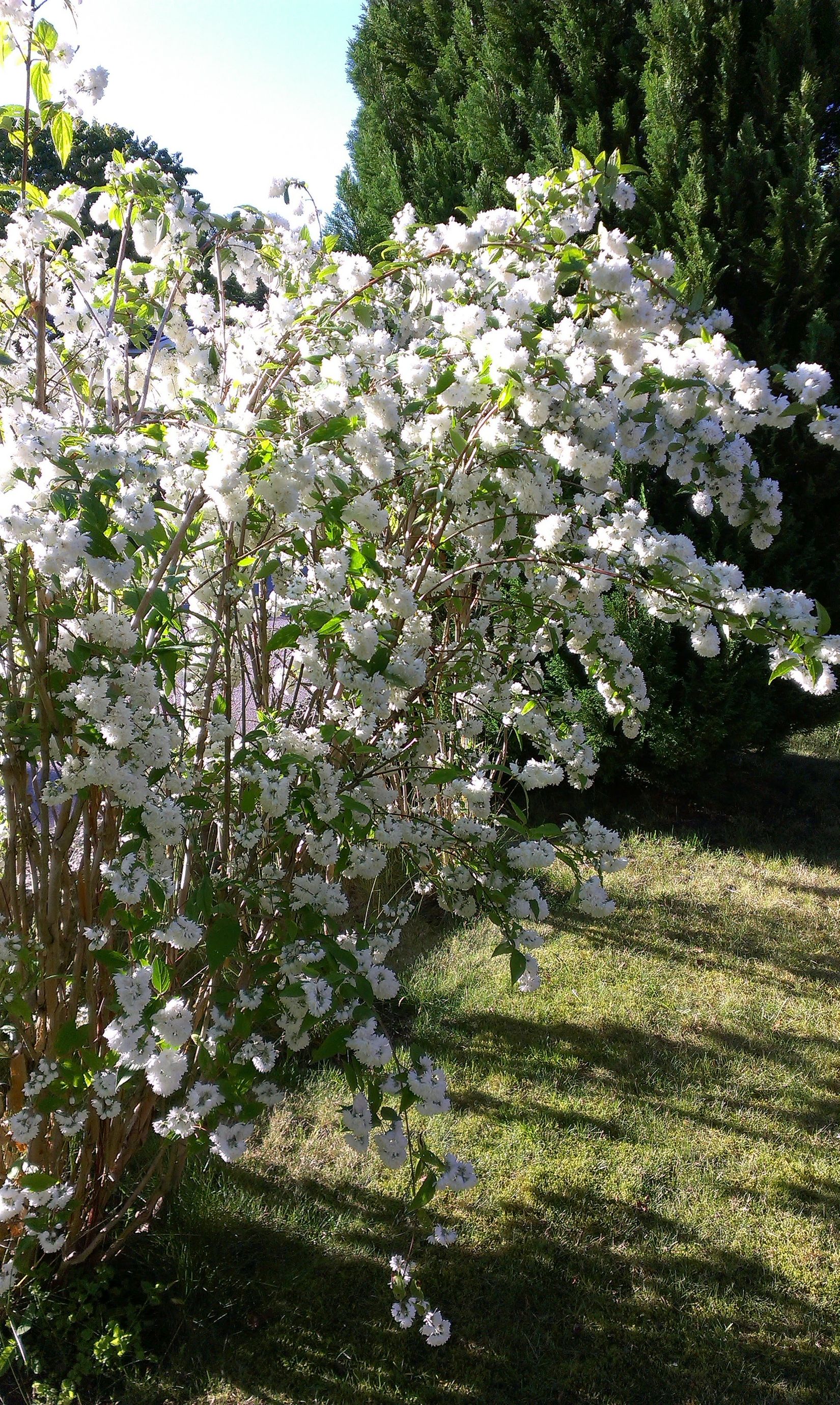 Villa, Tyrgatan 3, Figeholm, Oskarshamn