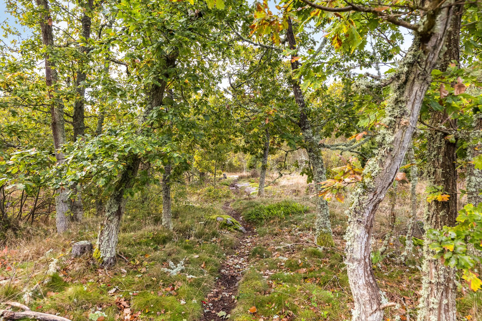 Tomt, Mossevägen 19A, Aspö, Karlskrona