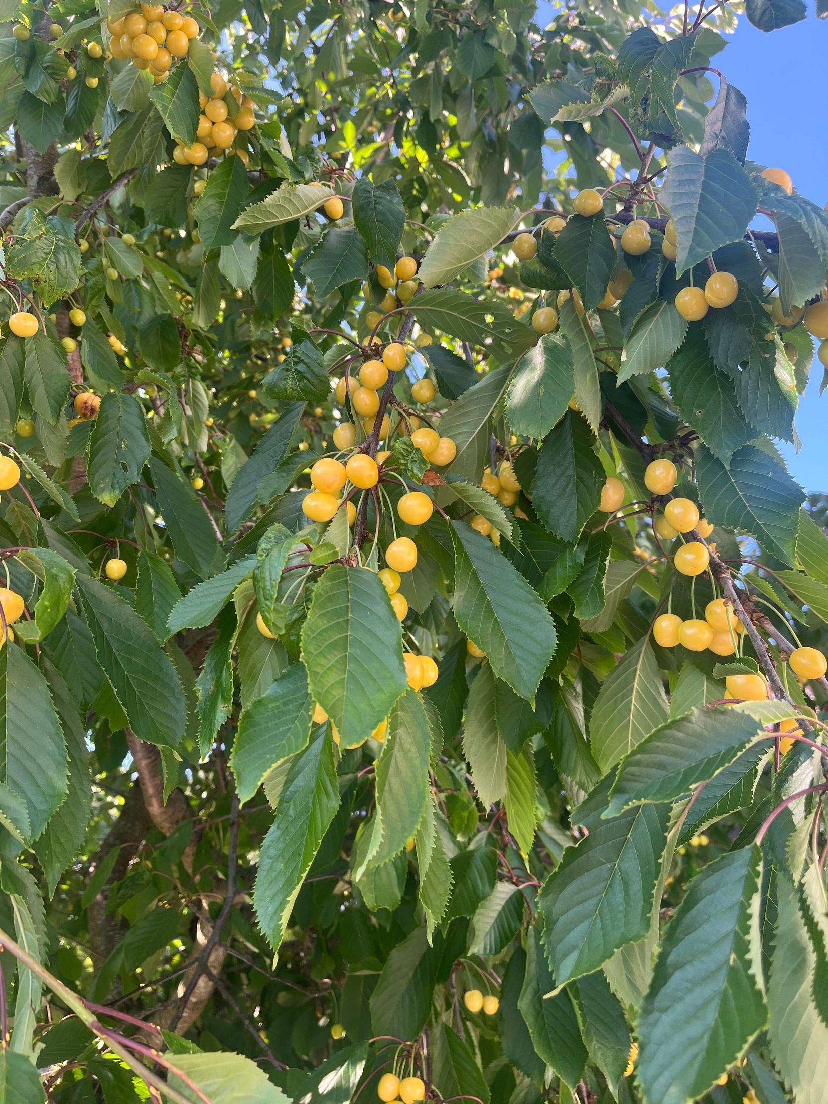 Villa, Näsets vinkelväg 2A, Näset, Göteborg