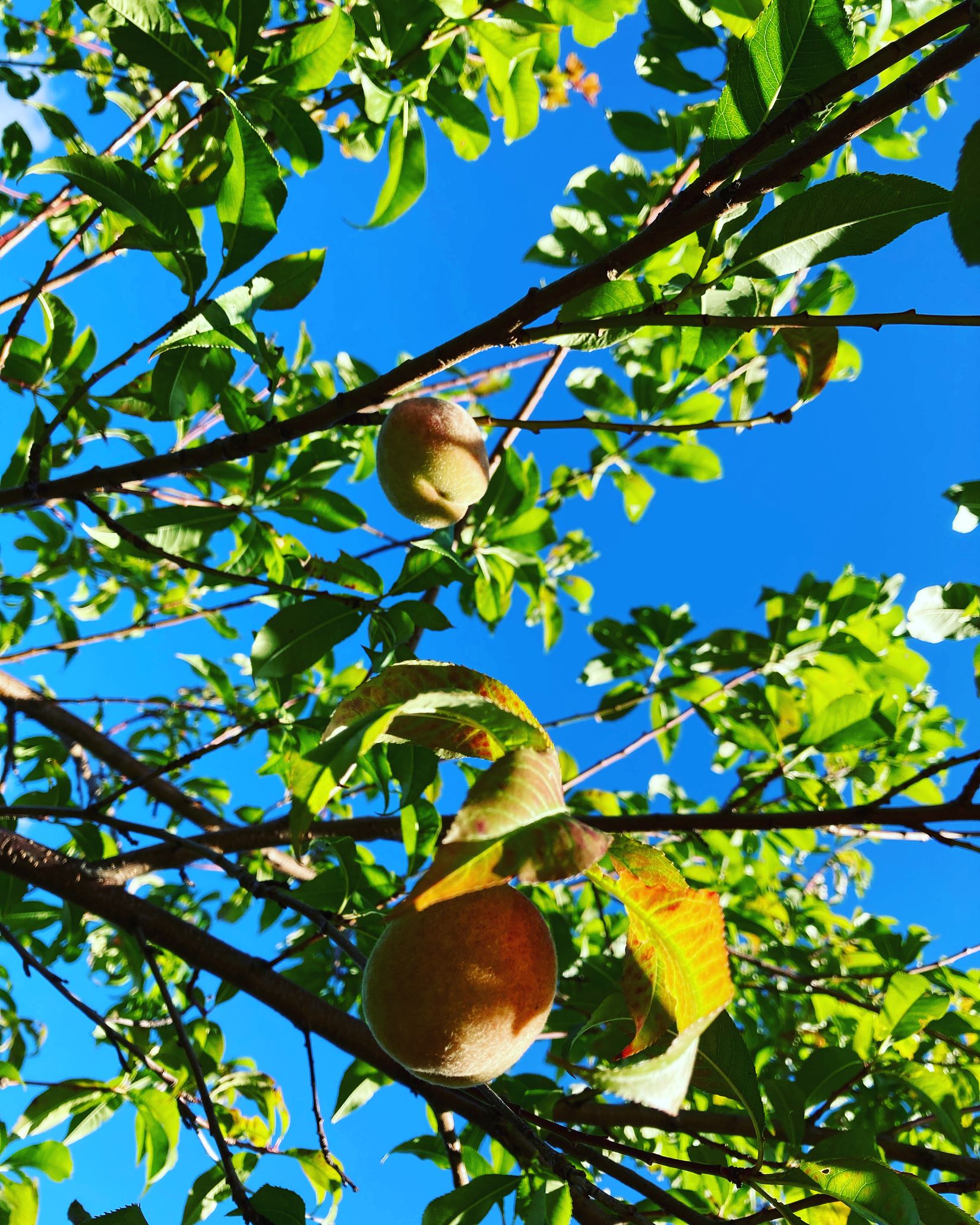 Villa, Radhus, Eklövsvägen 257, Lerum - Almekärr, Lerum