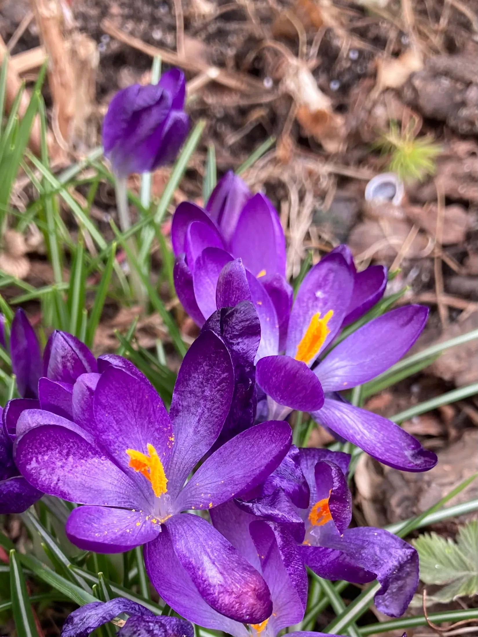 Villa, Radhus, Eklövsvägen 257, Lerum - Almekärr, Lerum