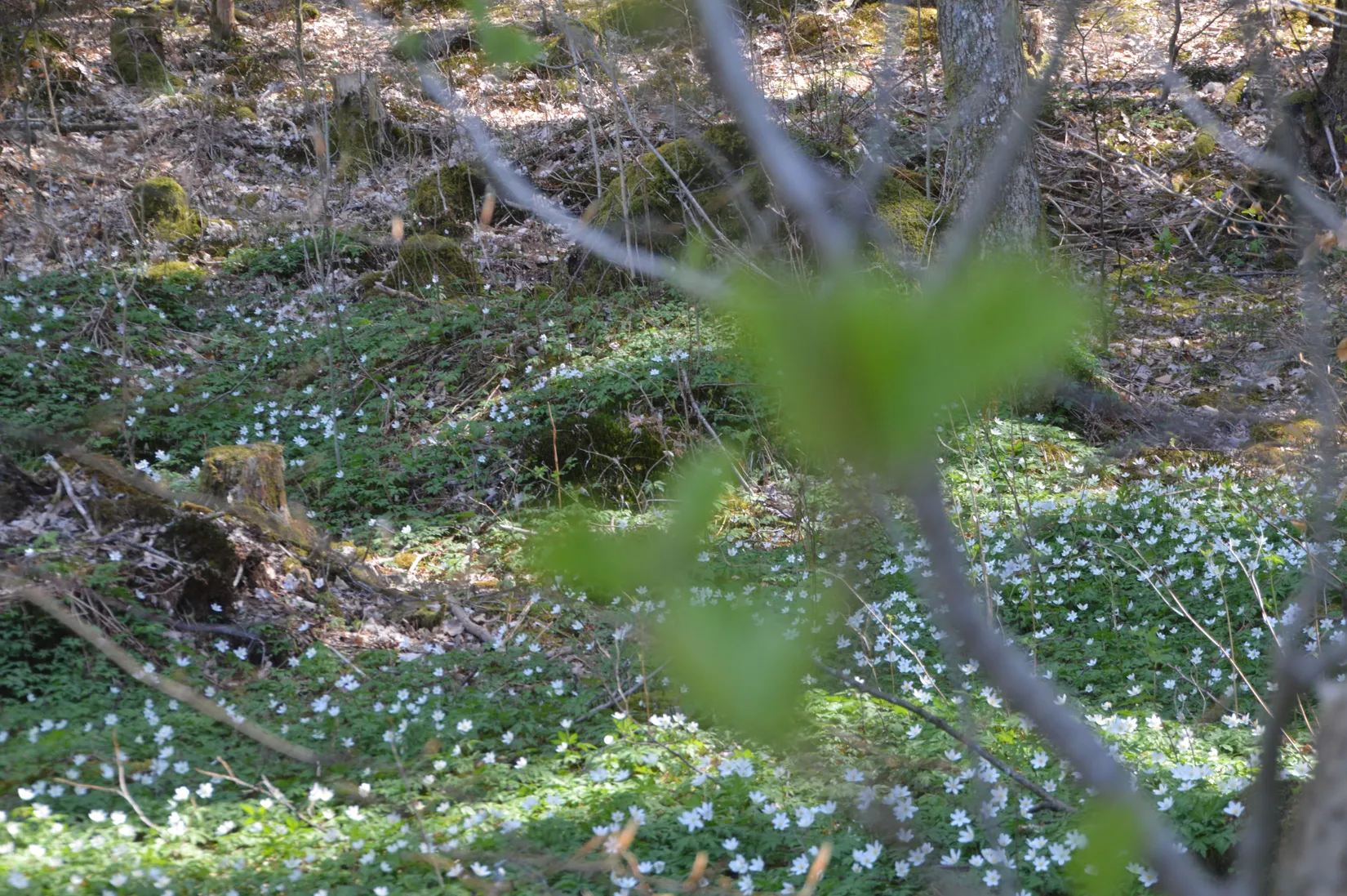 Villa, Radhus, Eklövsvägen 257, Lerum - Almekärr, Lerum