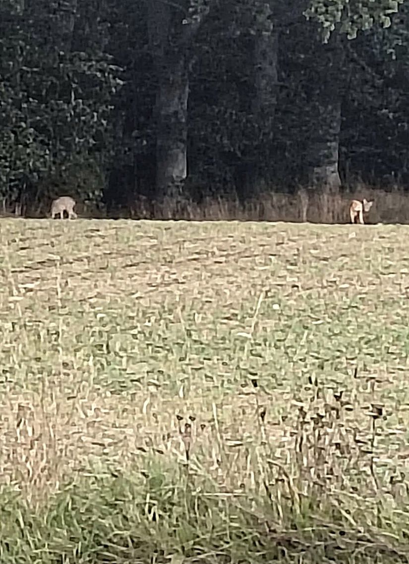 Villa, Otte Marsvins väg 121, Ensligheten, Ystad
