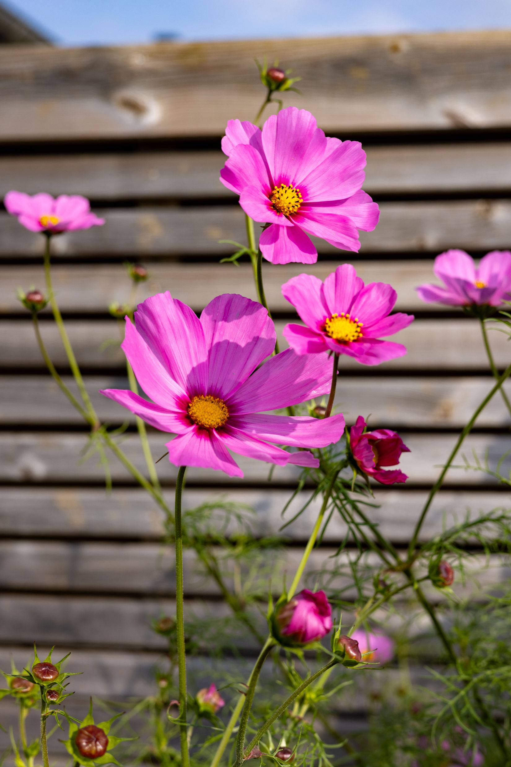Bostadsrätt, Radhus, Valhallavägen 14B, Allarp, Laholm