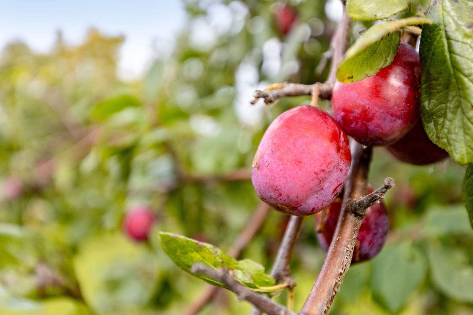 Villa, Vallmovägen 5, Bålsta Viby Äng, Håbo