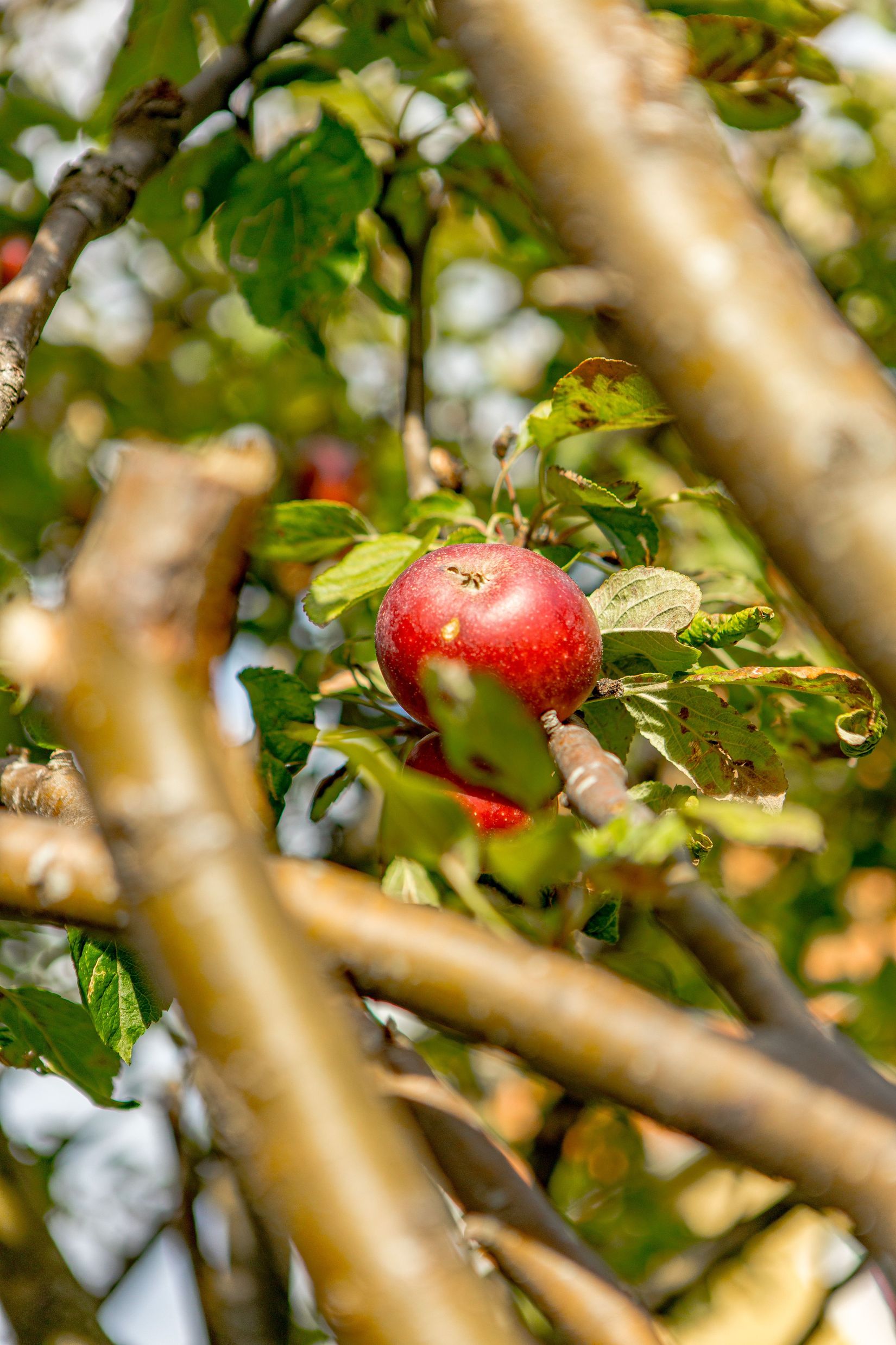 Villa, Olof von Dalins väg 24, Herting, Falkenberg