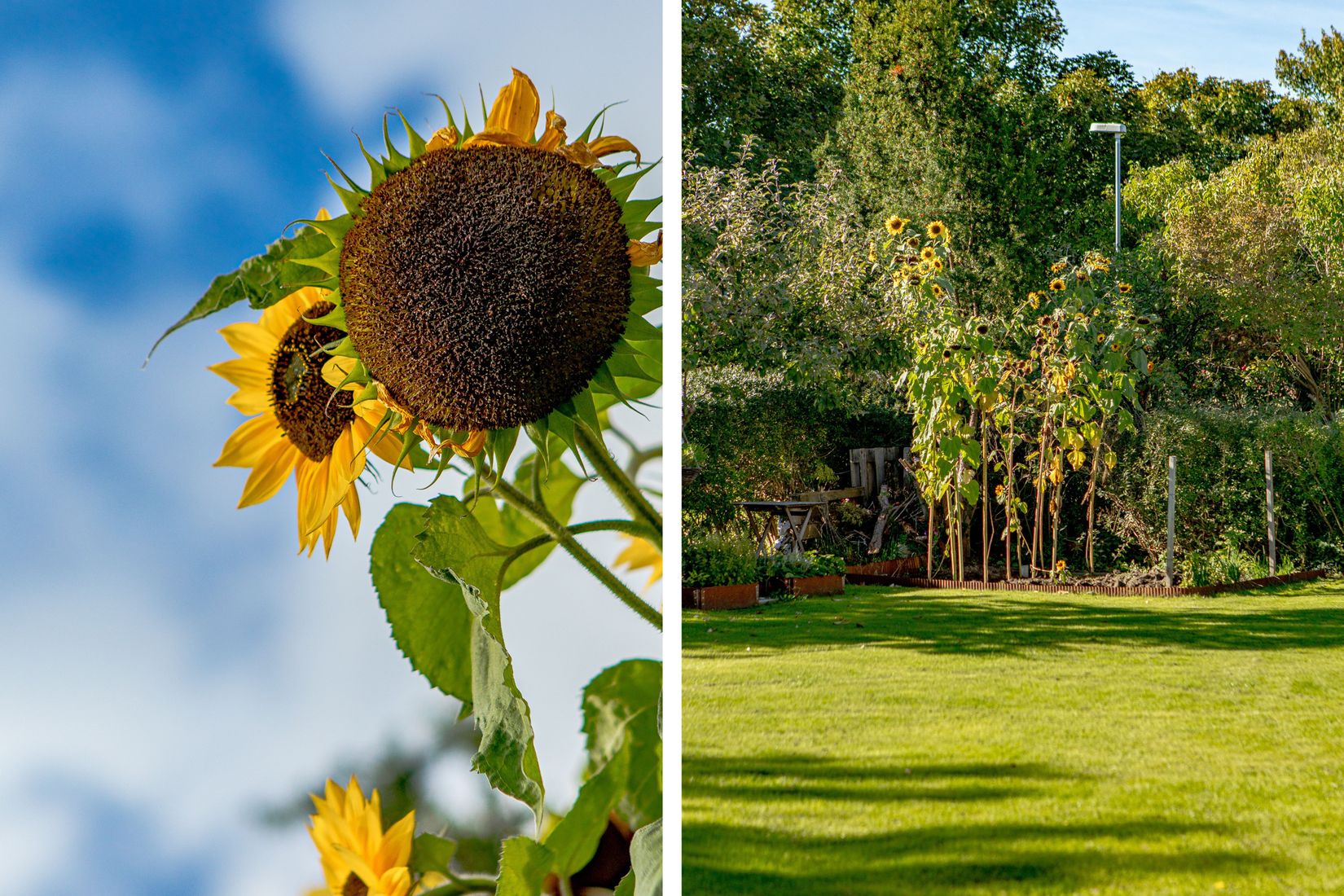 Villa, Olof von Dalins väg 24, Herting, Falkenberg