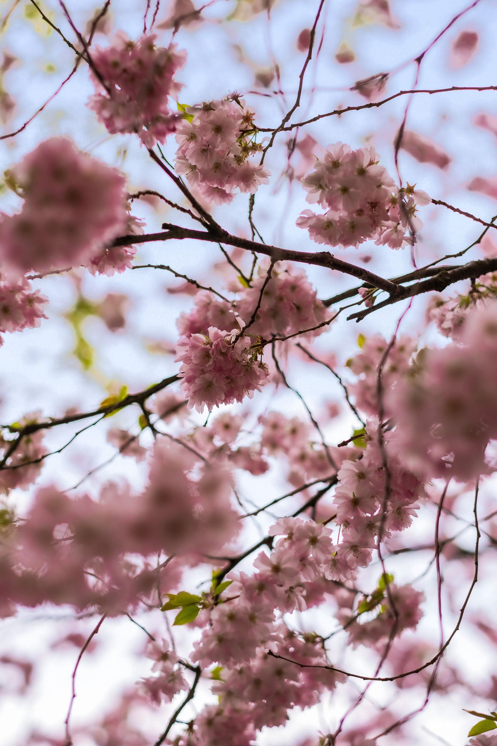 Bostadsrätt, Rökubbsgatan 2, Gärdet, Stockholm