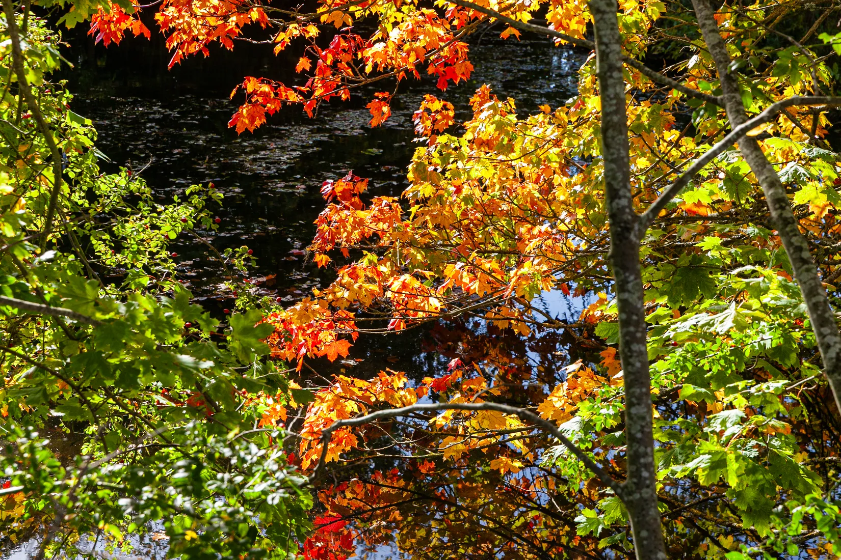 Villa, Louisefredsvägen 26-8, Nyhamnsläge, Höganäs
