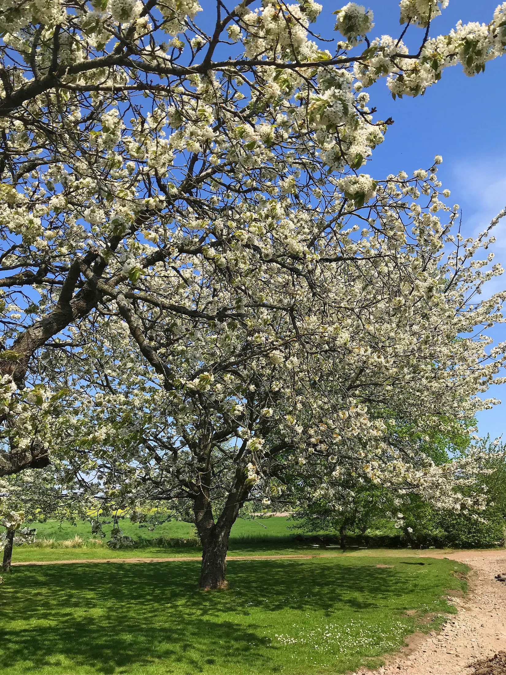 Villa, Louisefredsvägen 26-8, Nyhamnsläge, Höganäs