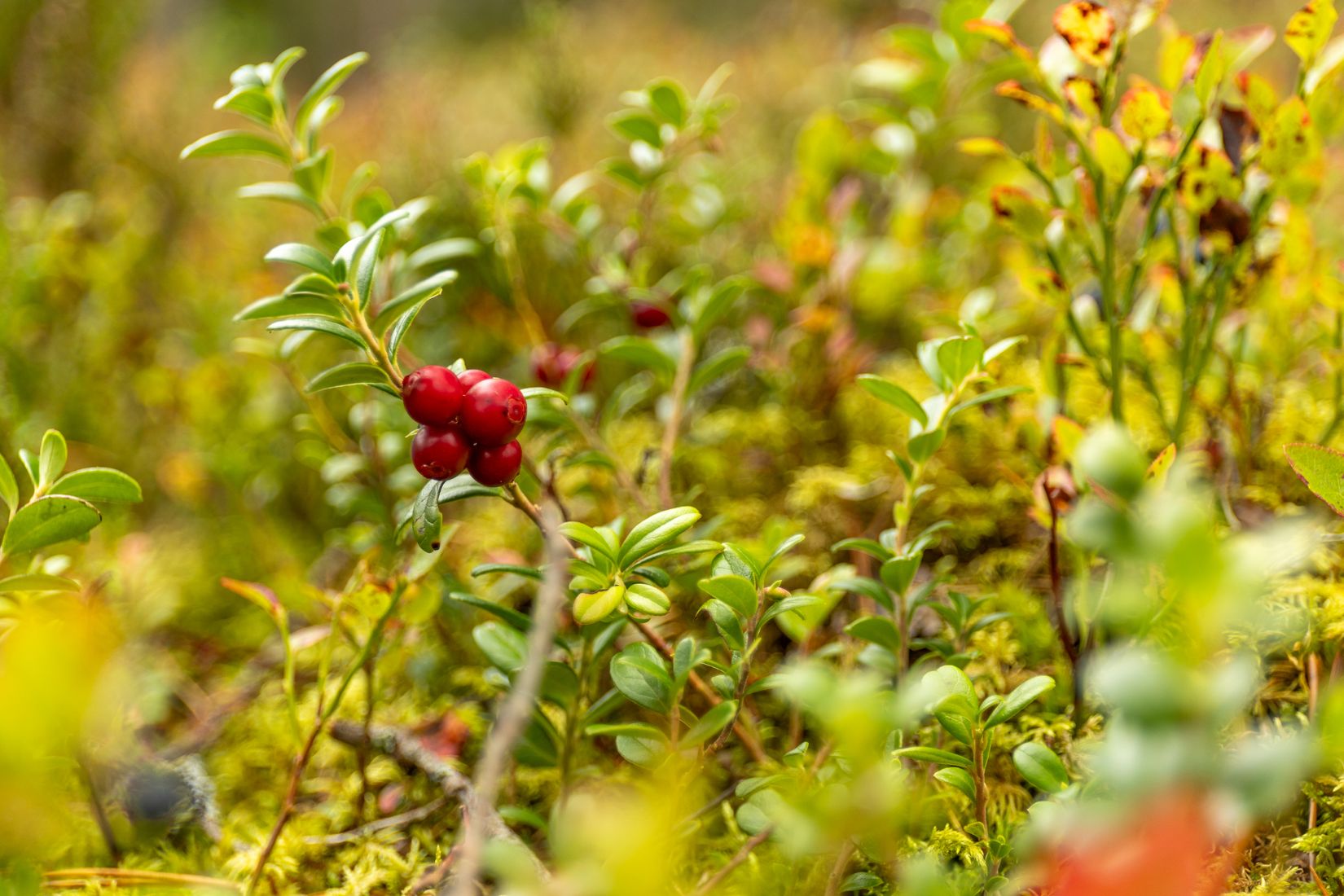 Bostadsrätt, Annebergsvägen 21, Anneberg, Hammarö