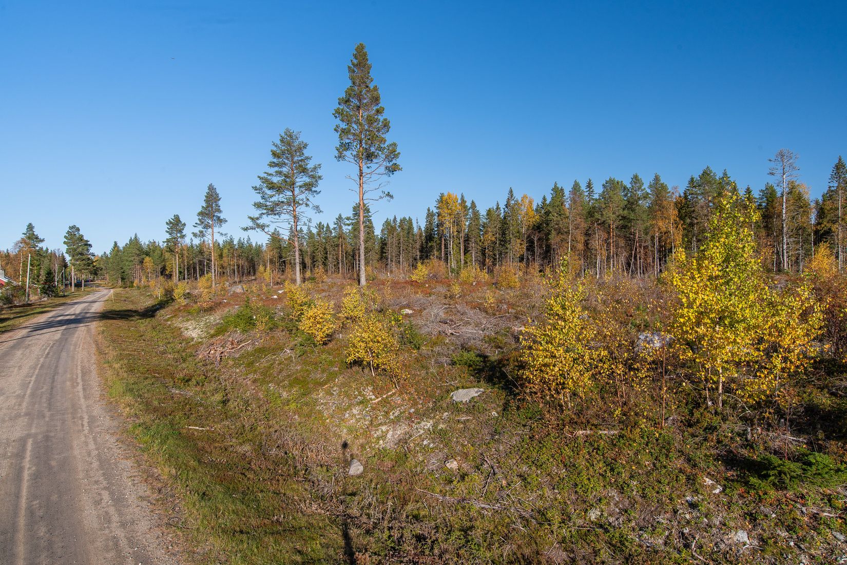 Gård/Skog, Nyvik, Nordmaling