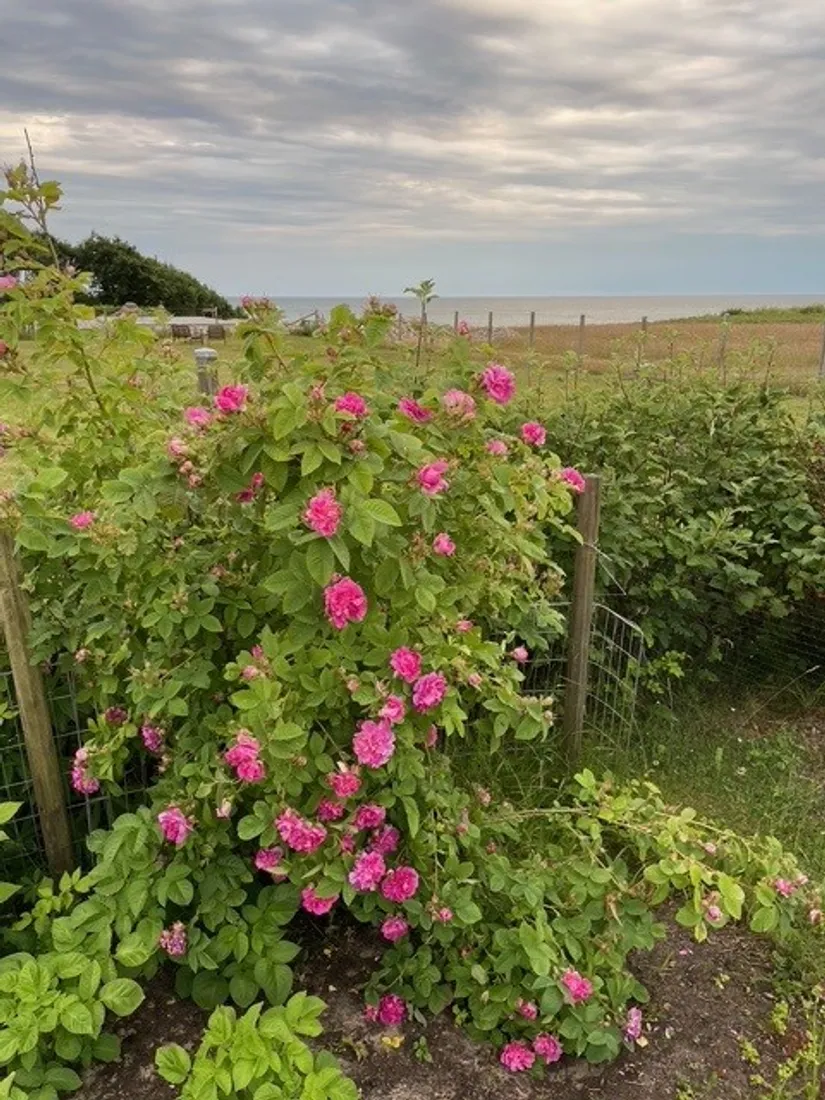 Villa, Lövängsvägen 6, Ugglarp, Falkenberg