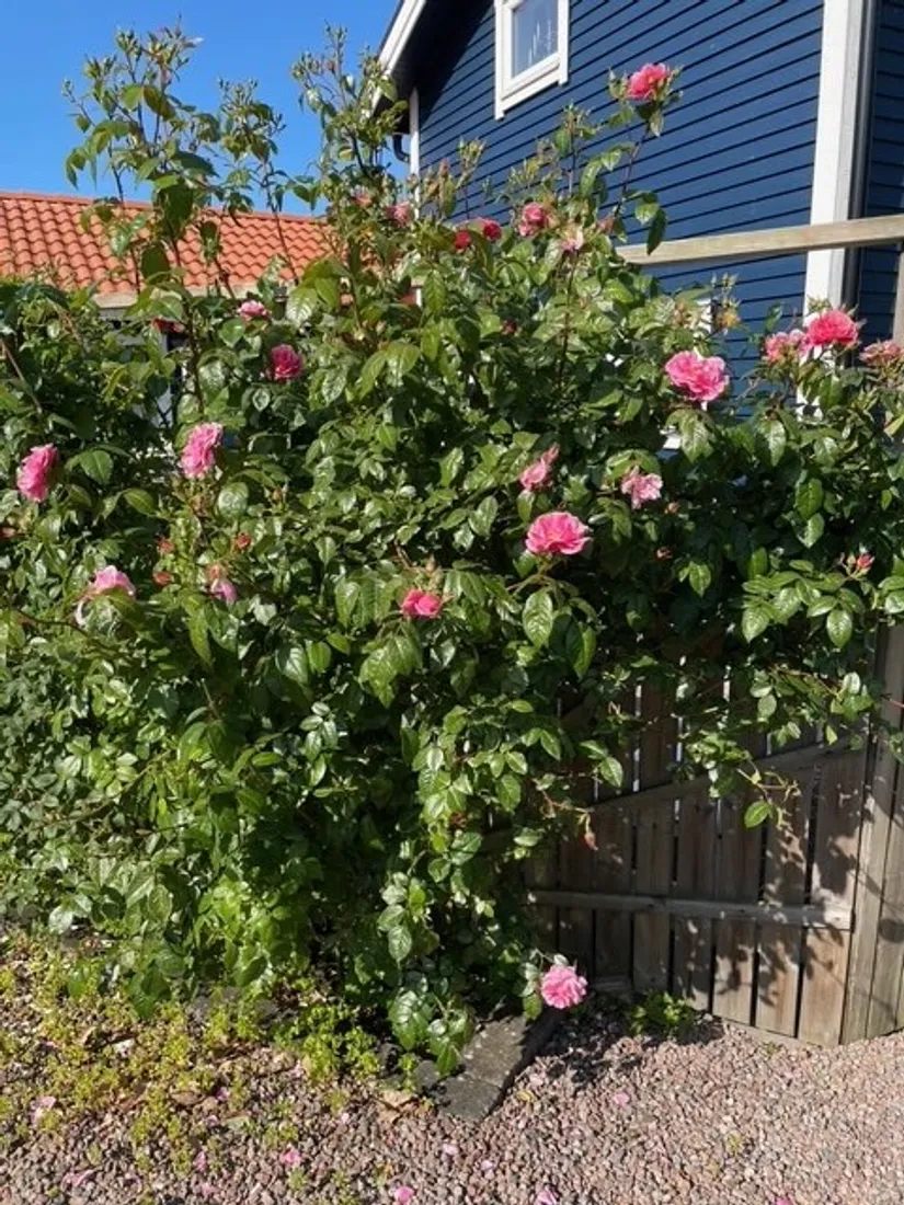 Villa, Lövängsvägen 6, Ugglarp, Falkenberg