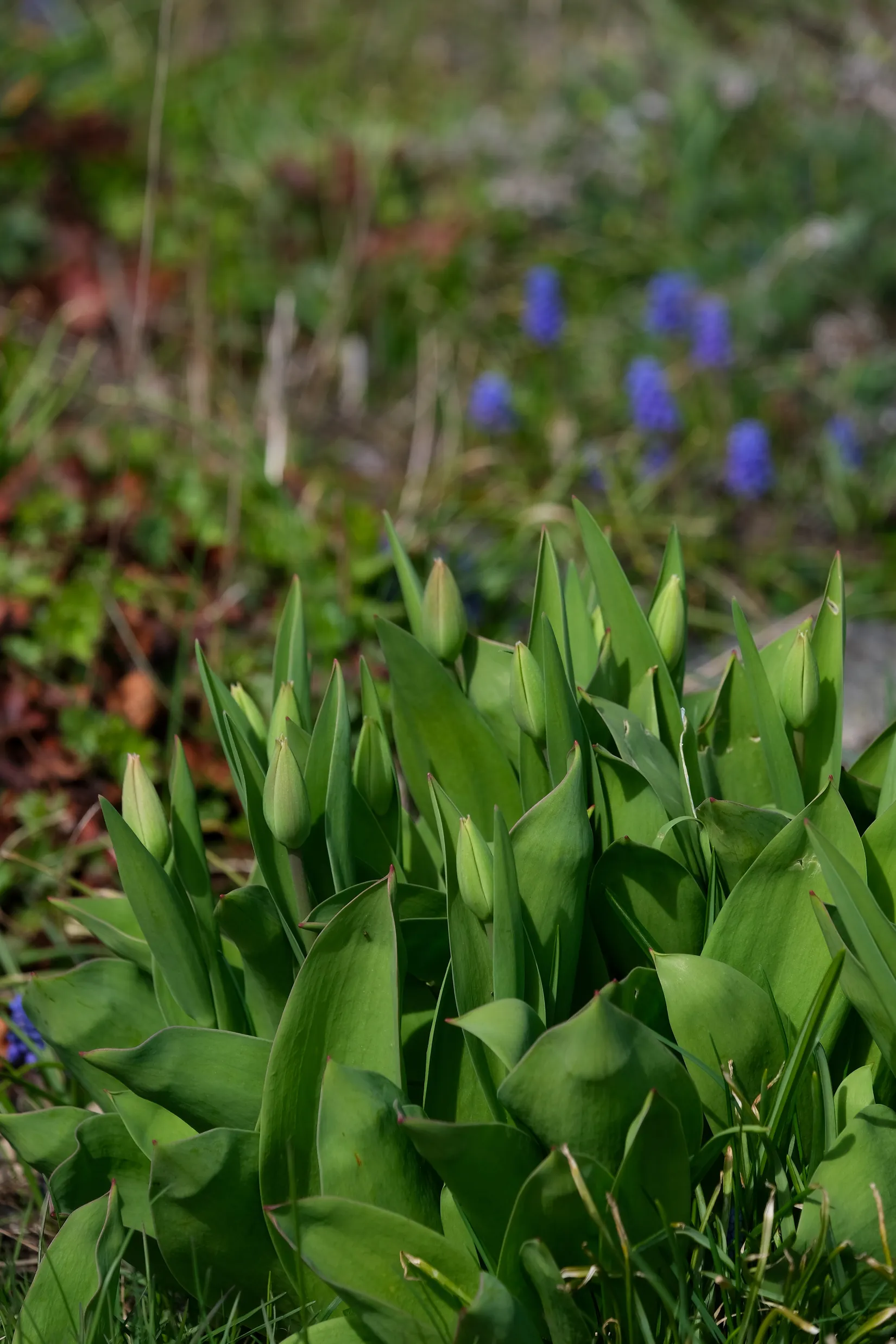 Villa, Sörby Folkskola, Floby, Falköping