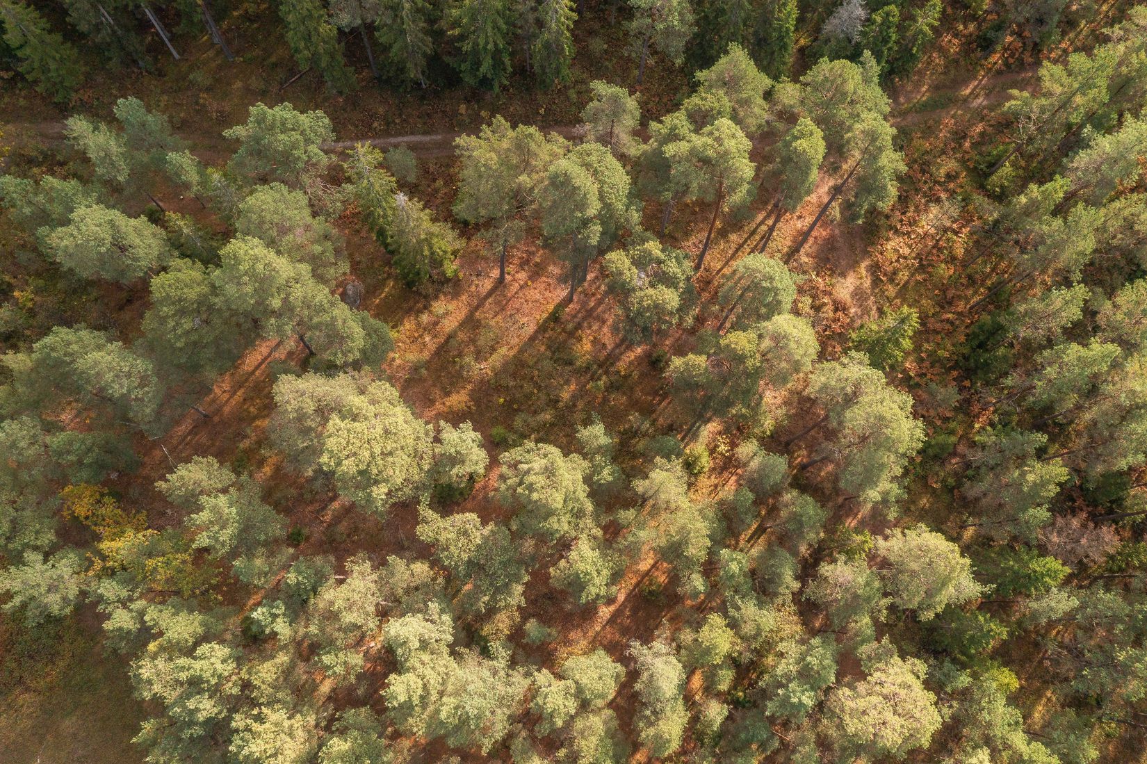 Gård/Skog, Gothem Tummungs 1:35, Gotland