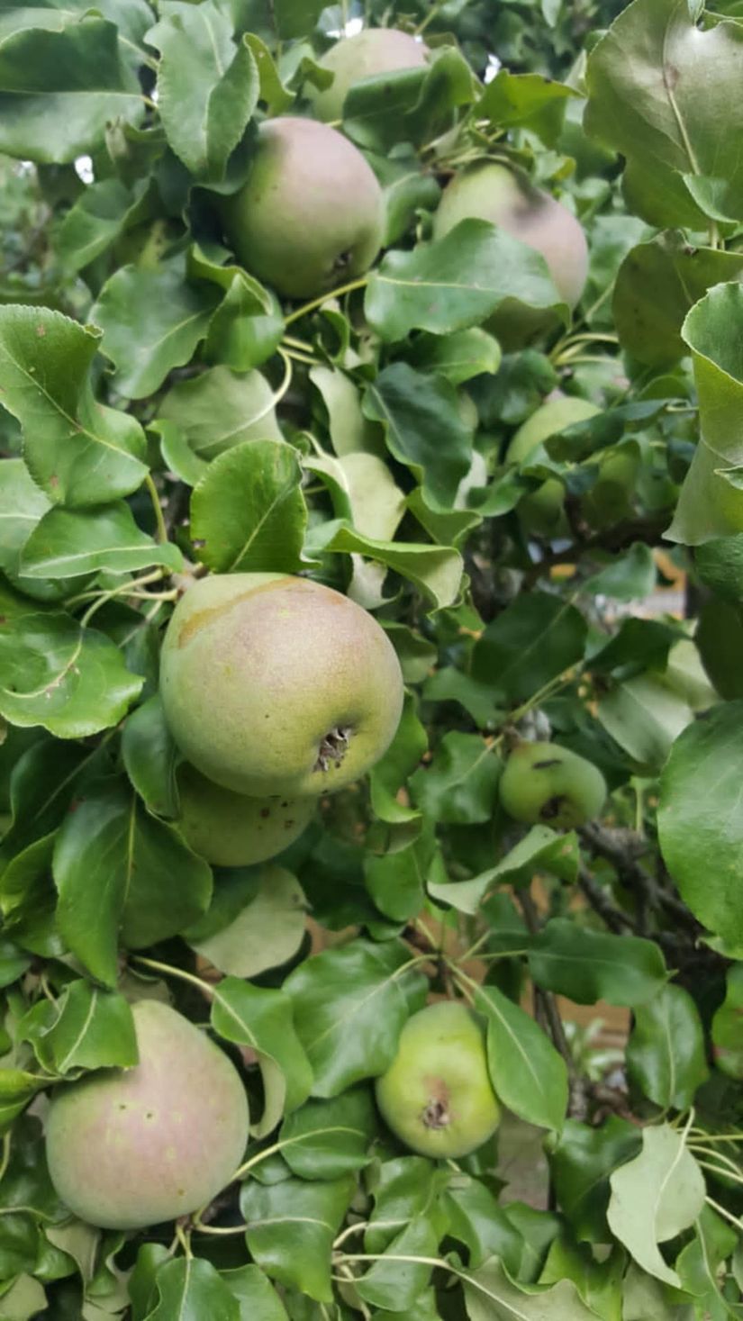 Villa, Lummergatan 1, Fjugesta, Lekeberg