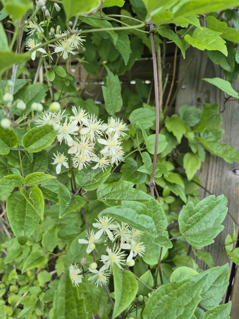 Villa, Lummergatan 1, Fjugesta, Lekeberg